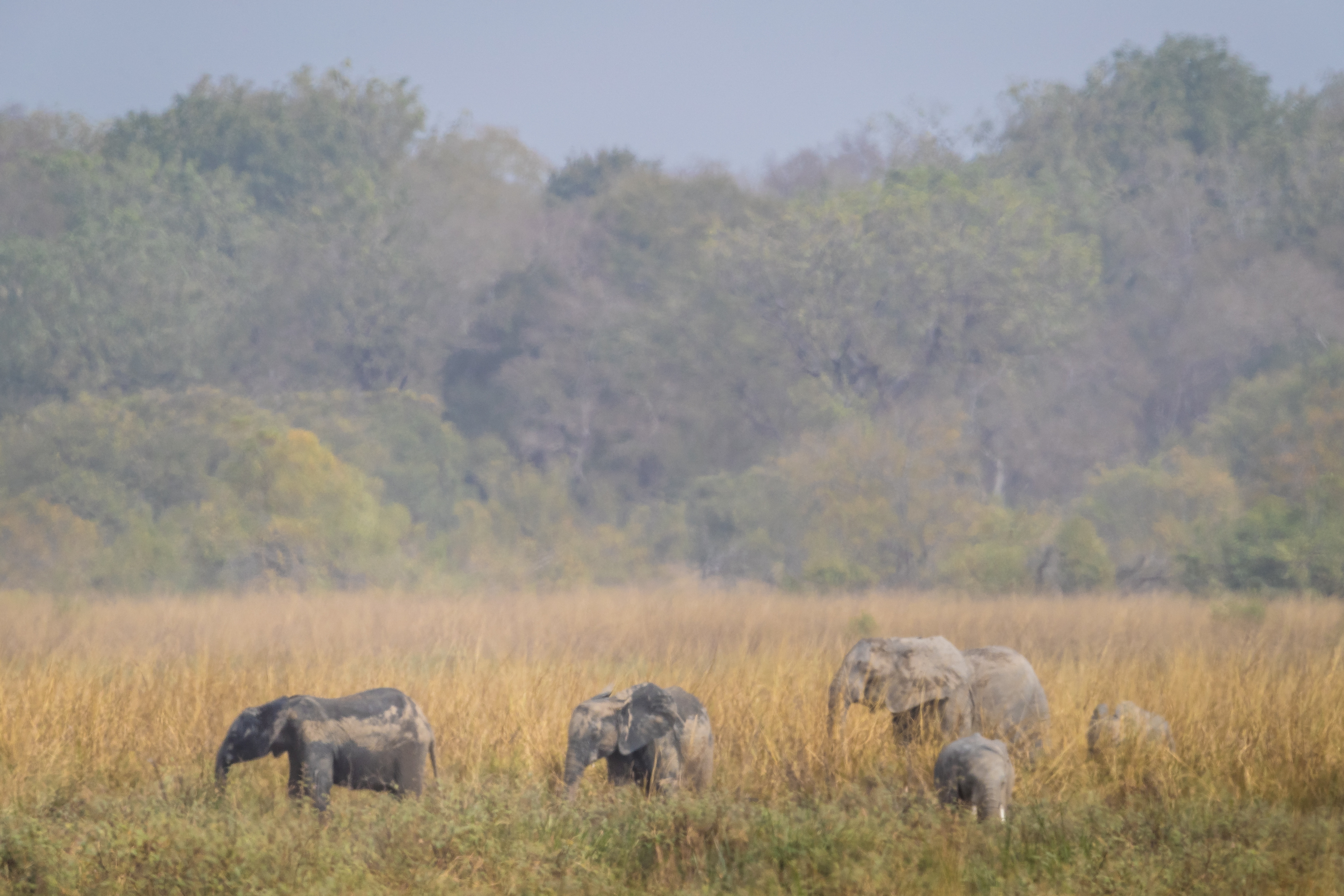 Elephants are pictured in Pendjari National Park in northern Benin