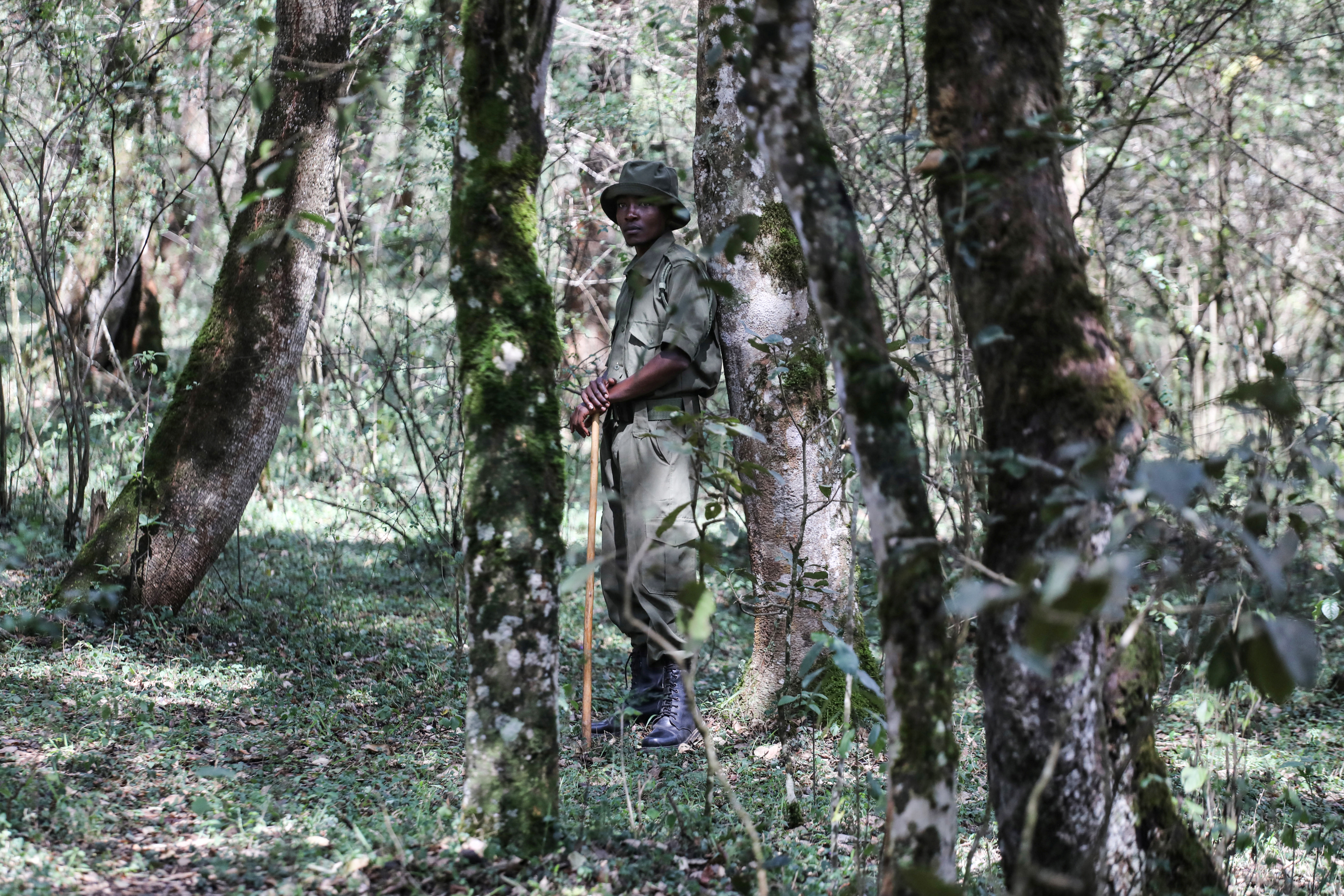 A scout from CFA is photographed in the Oloolua Forest near Nairobi