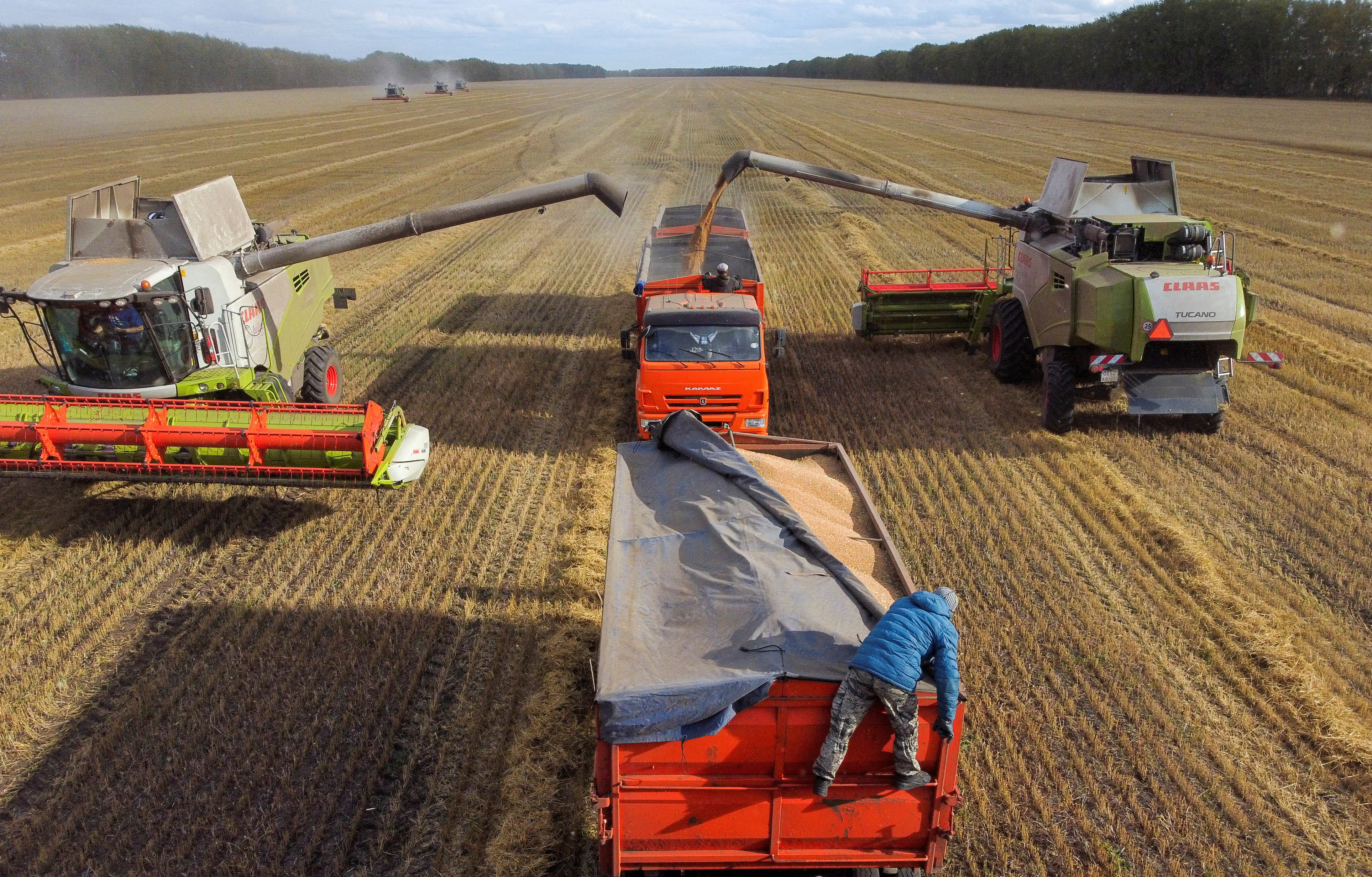 Wheat harvest in Russia's Omsk region