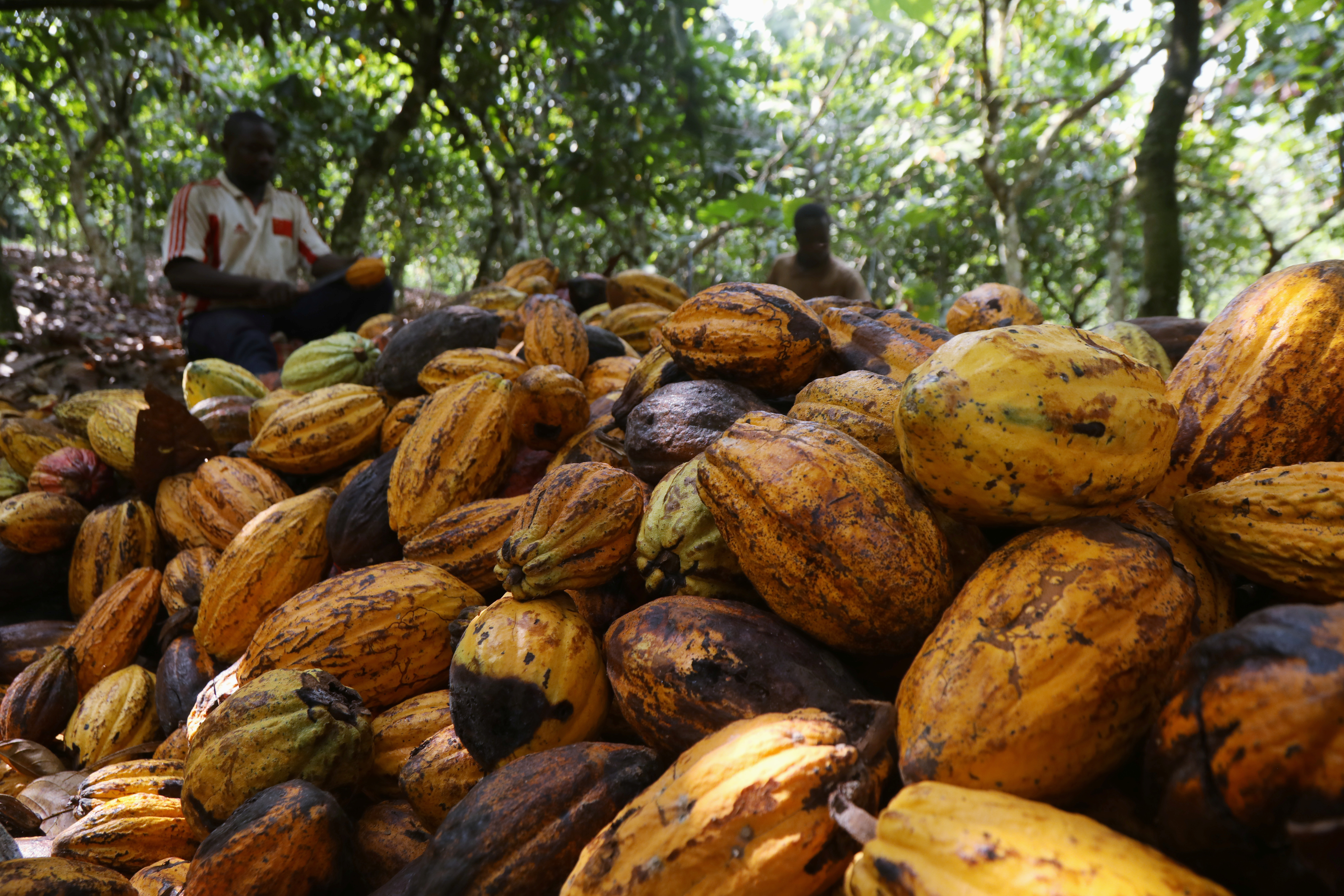 Farmers break cocoa pods at a cocoa farm in Soubre