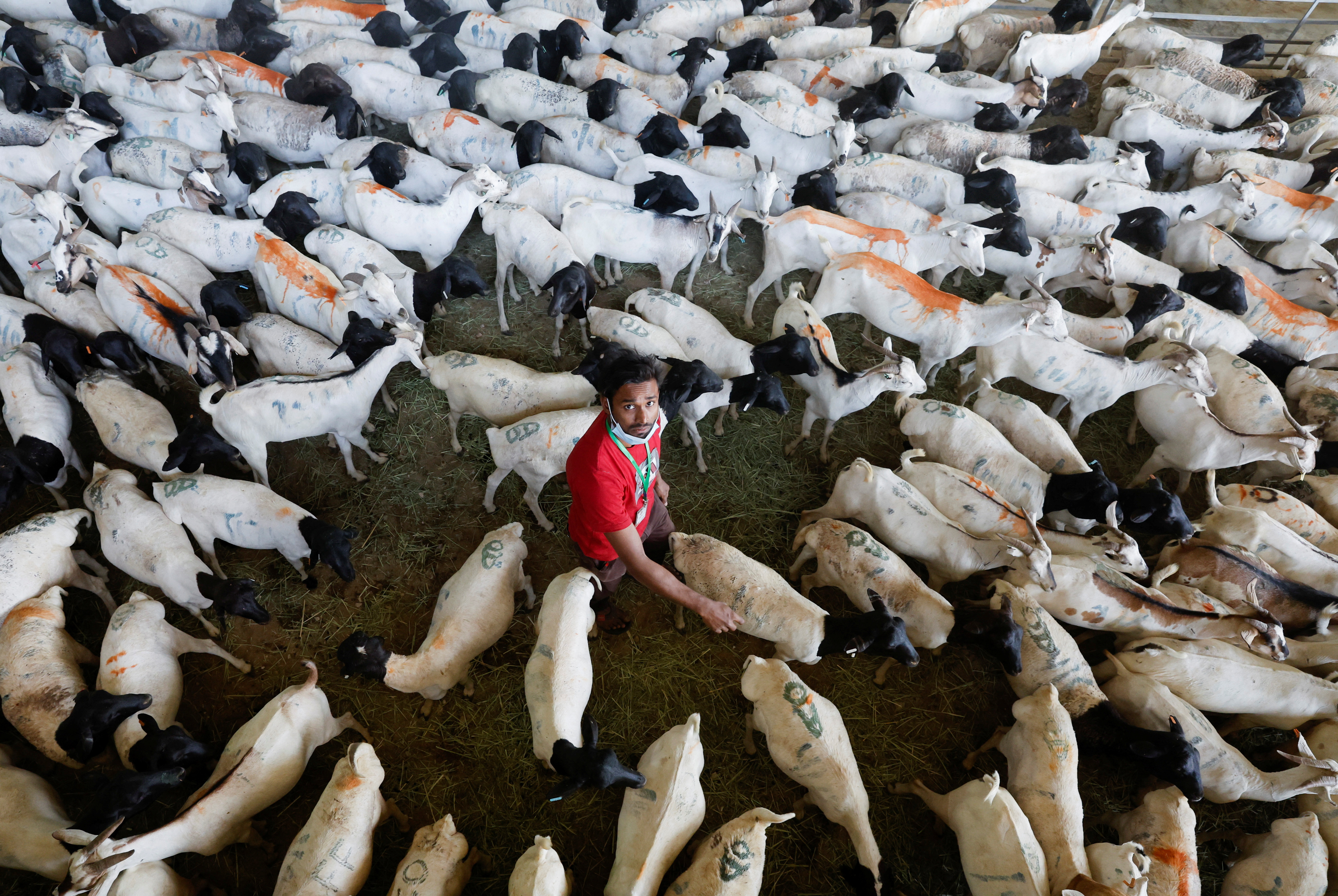 A worker looks on as he prepares sacrificial animals ahead of Eid al-Adha in Mecca