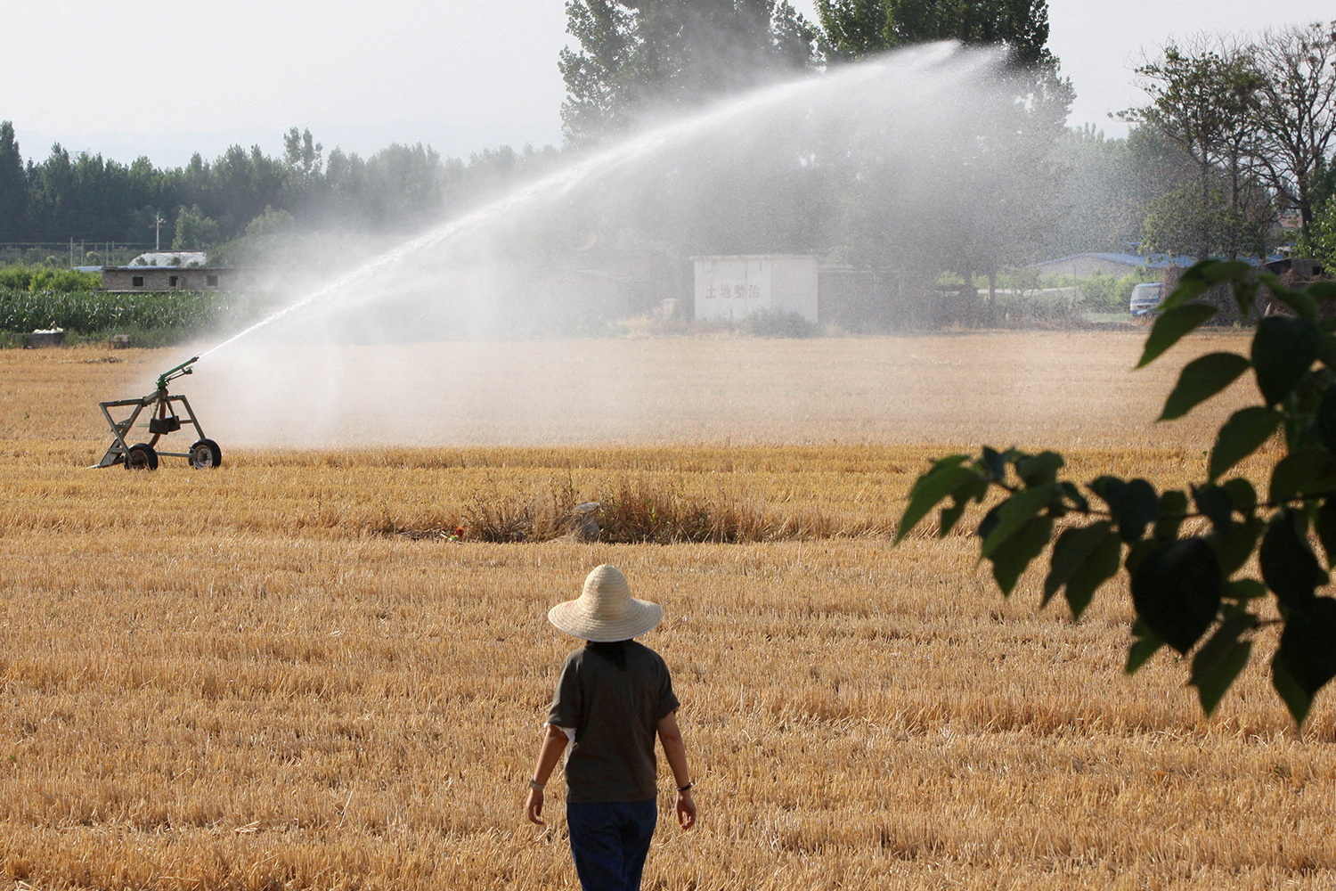 Sprinkler irrigates a corn field in Xiliangshi village