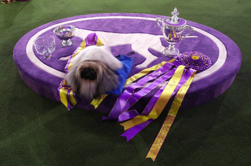 Wasabi the Pekingese wins Westminster Dog Show in New York Reuters