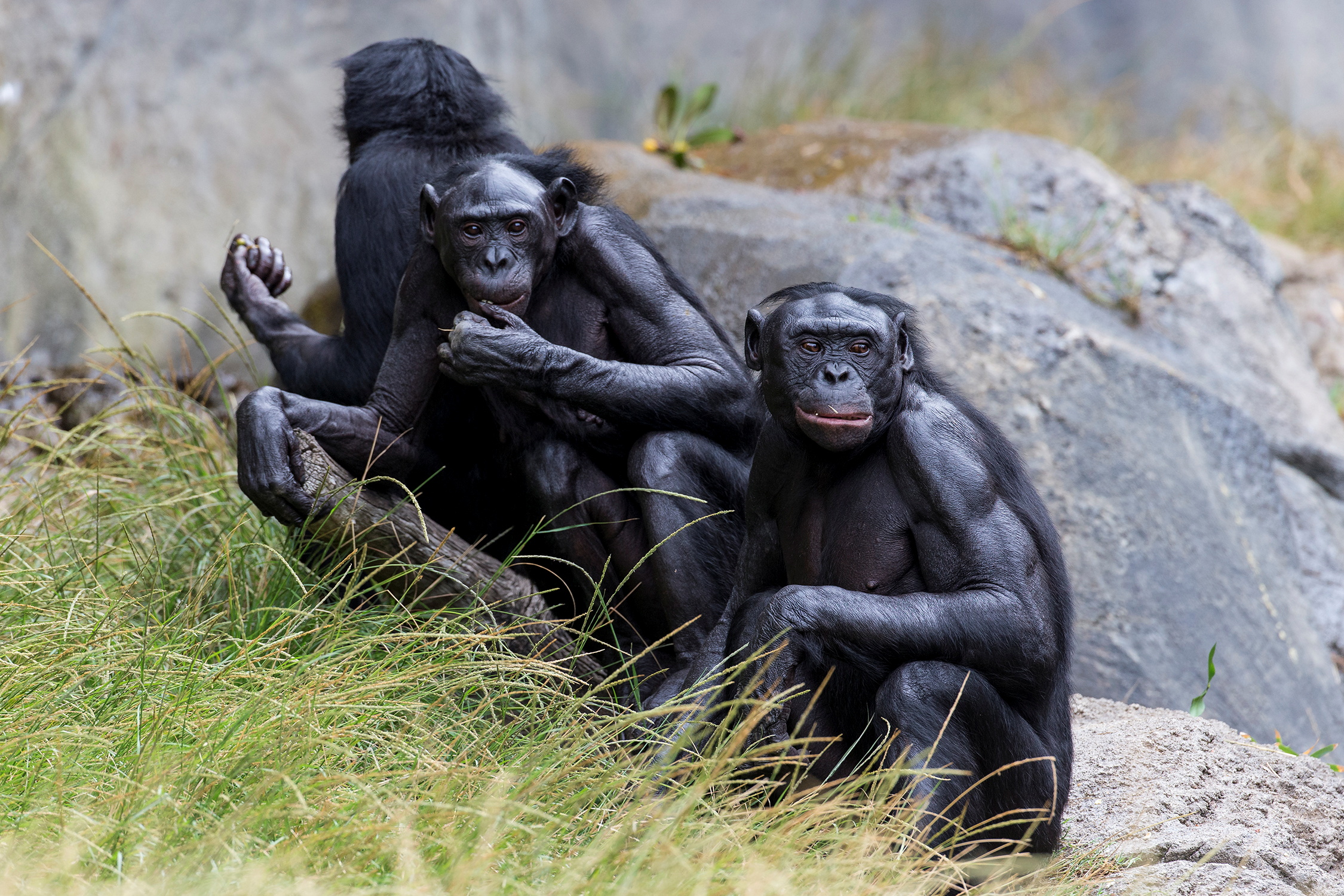 A group of bonobos who were recently vaccinated against COVID-19 at the San Diego Zoo