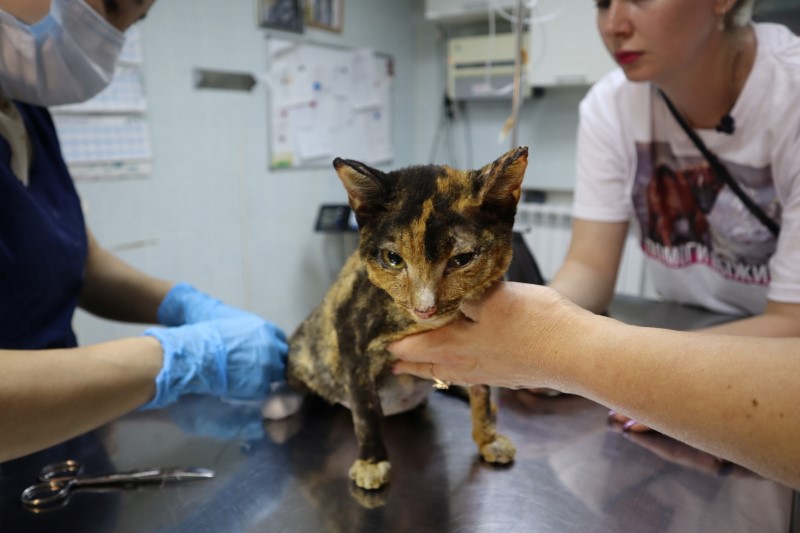 Volunteers rescue cats caught in Siberian wildfires Reuters