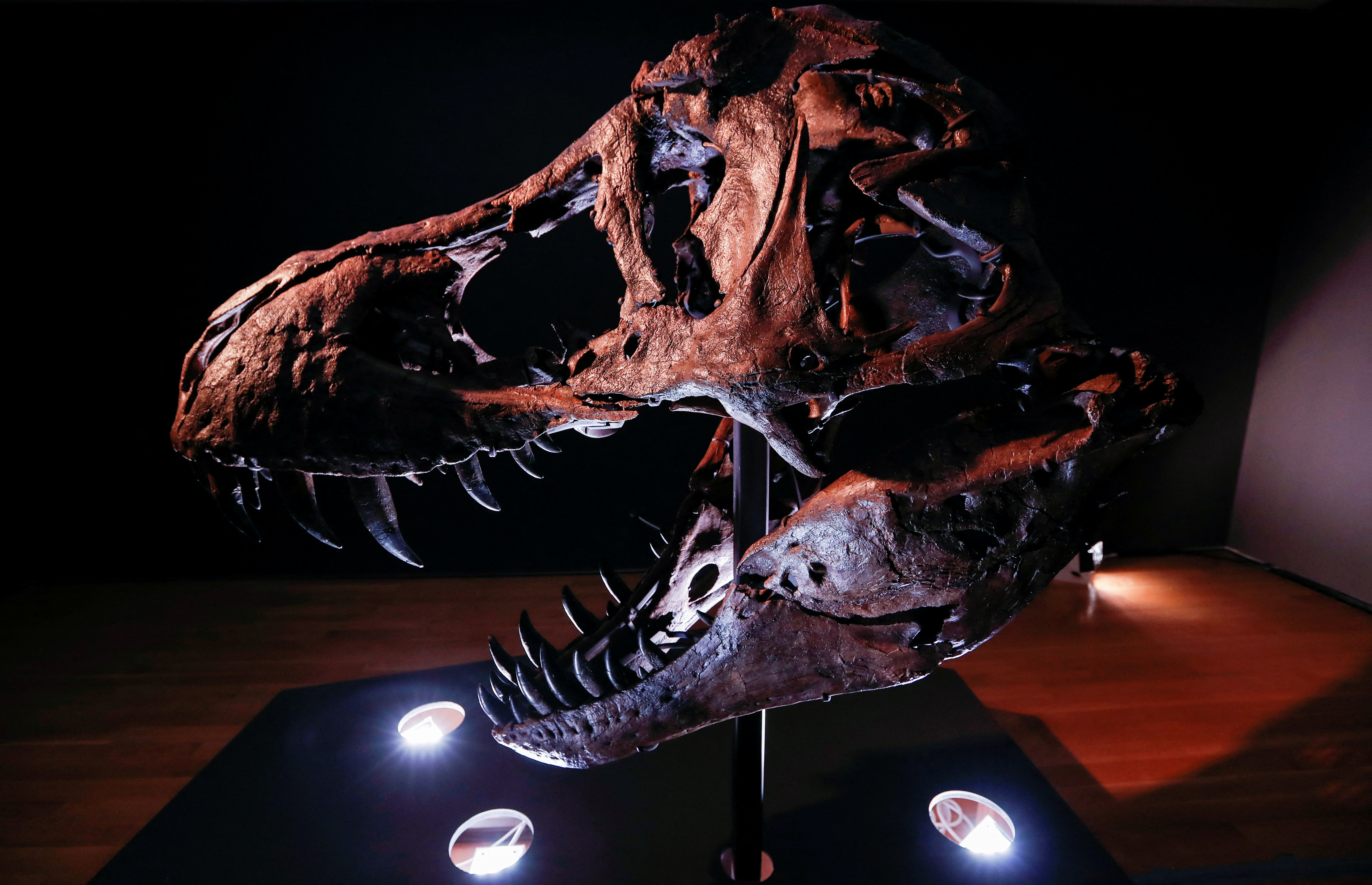 Scientists debunk bold theory of T. rex as 3 species