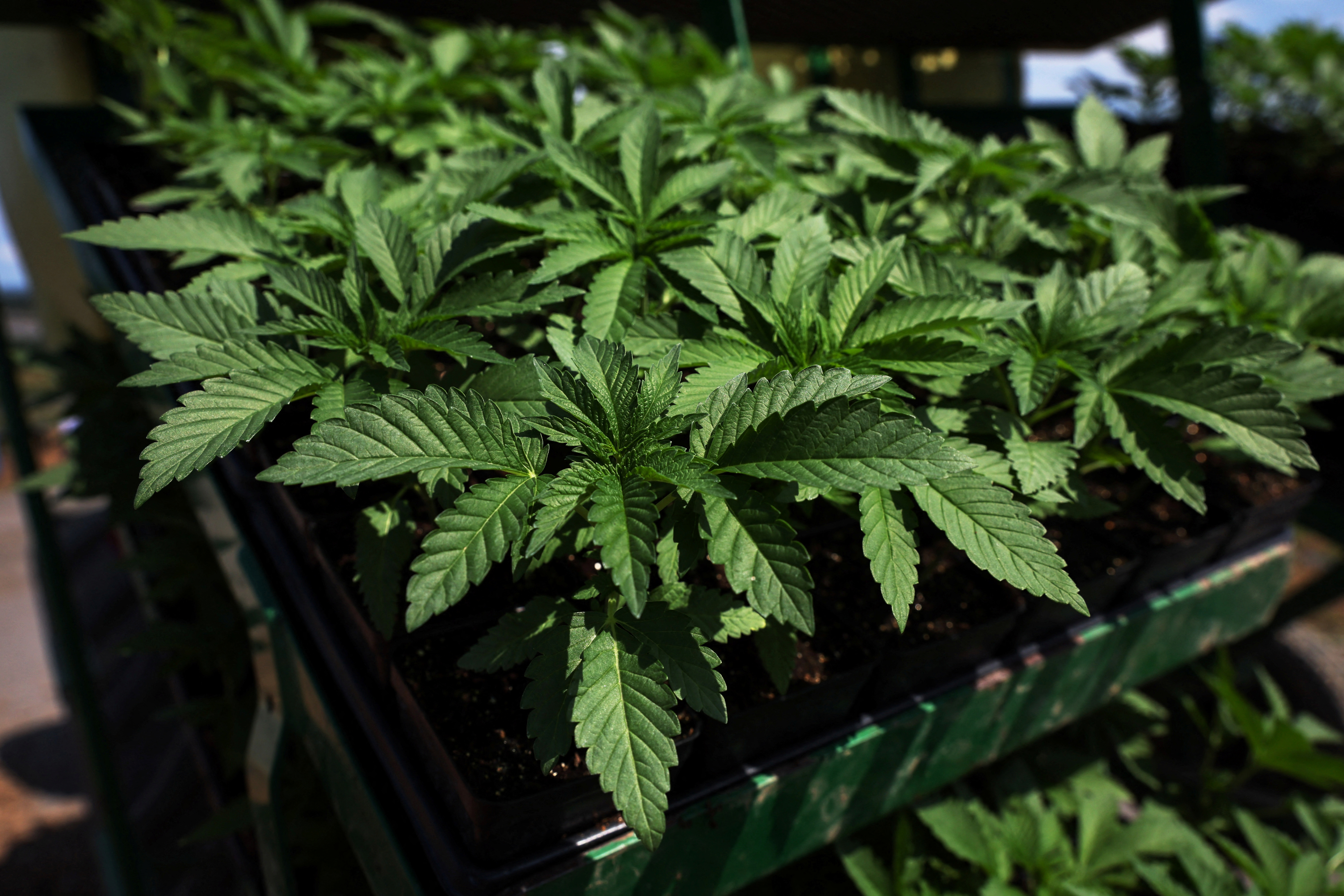 Marijuana plants for the adult recreational market at Hepworth Farms in Milton, New York