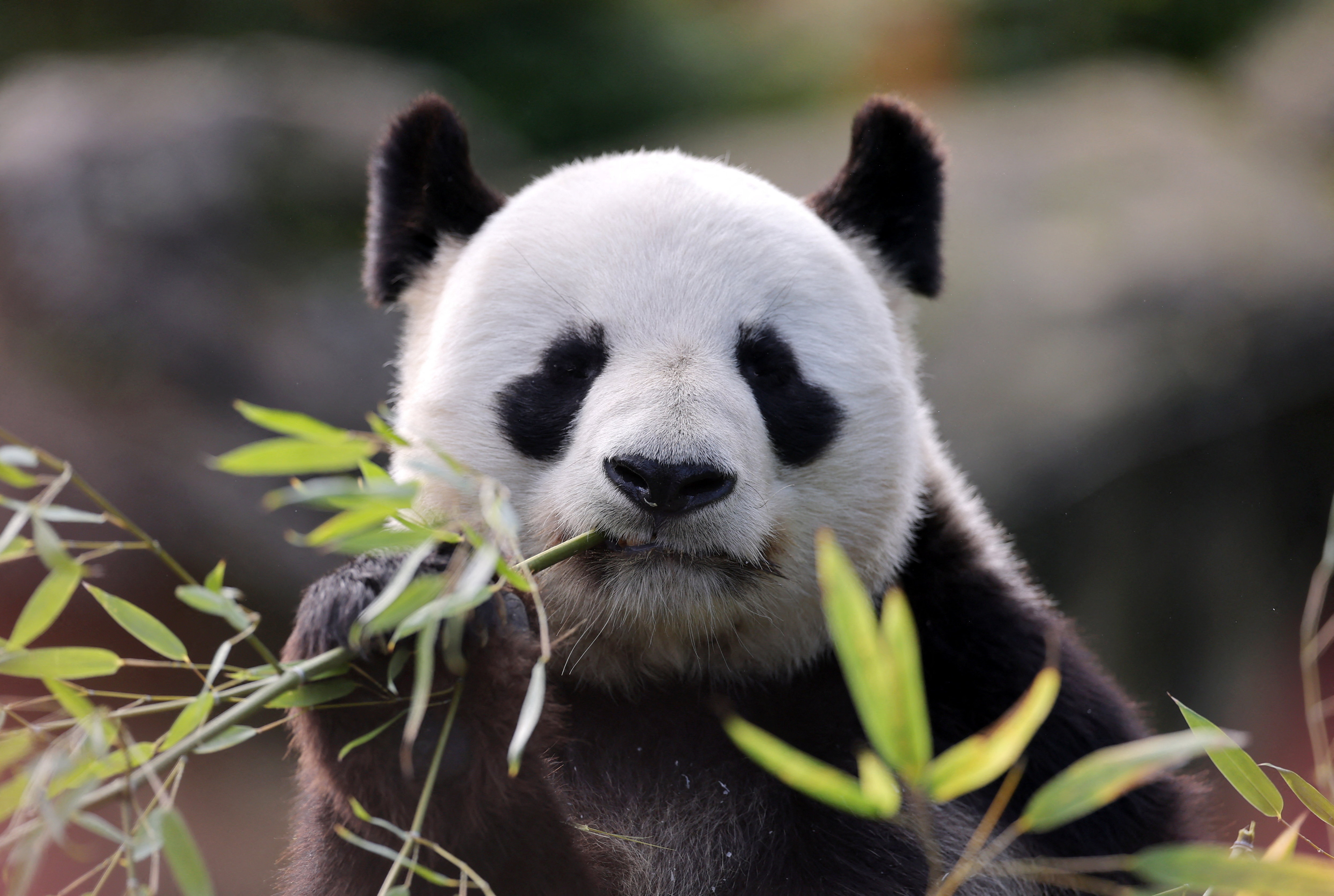 French zoo workers say their goodbyes as two pandas head to retirement in  China | Reuters, image size:4975x3341