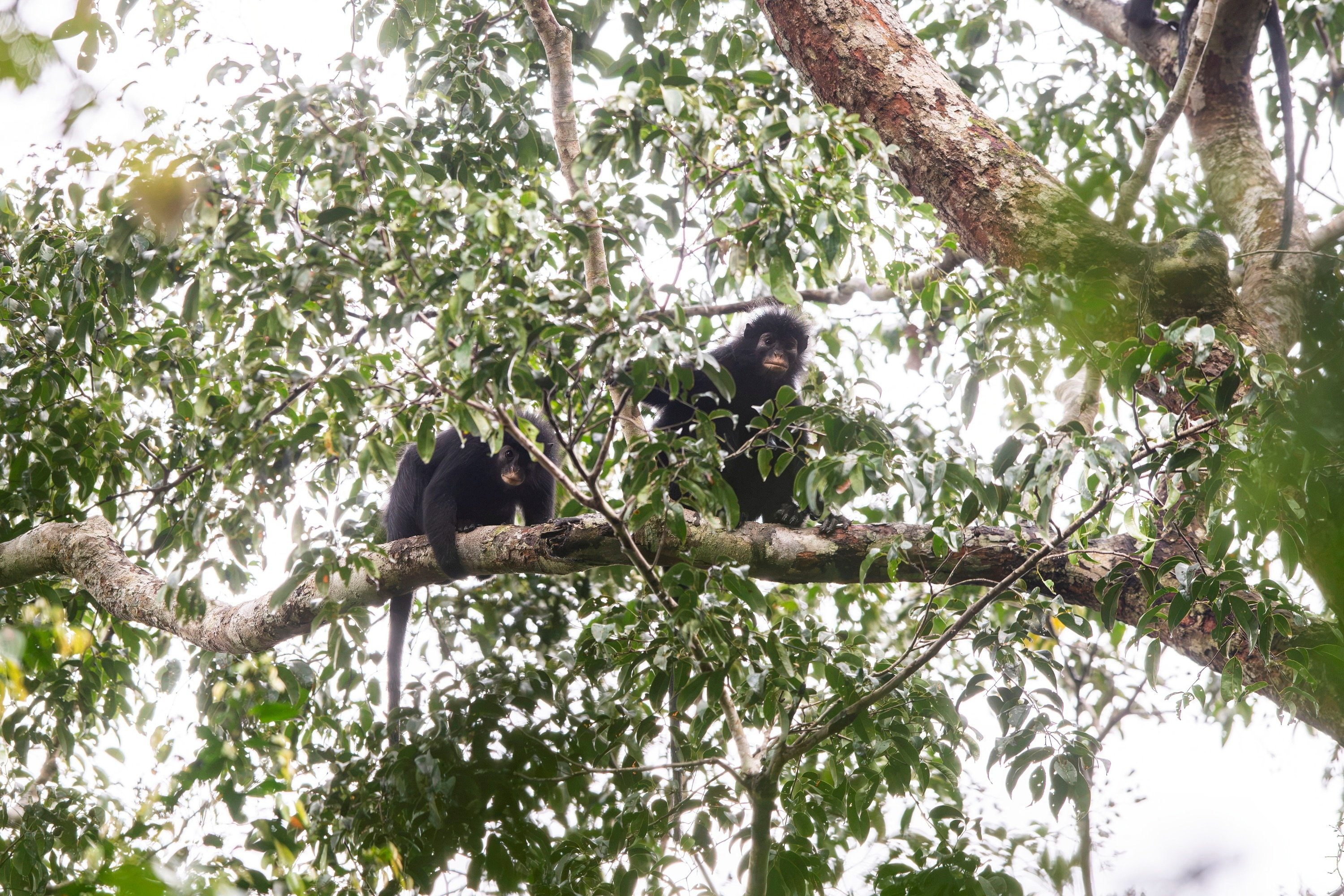 Scientists find new monkey species in Congo's rainforest | Reuters