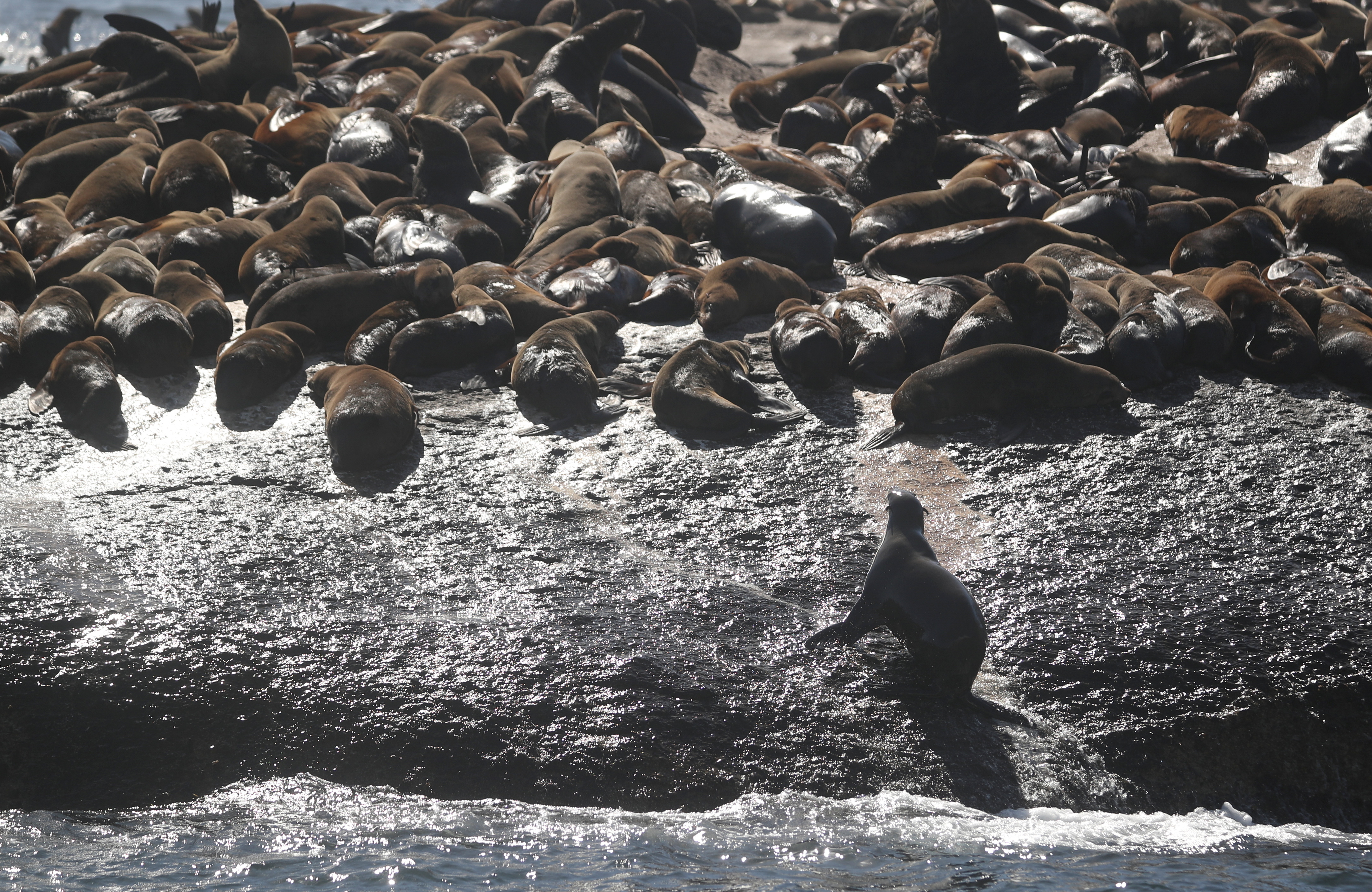 A colony of Cape fur seals crowd onto rocks in Hout Bay, near Cape Town