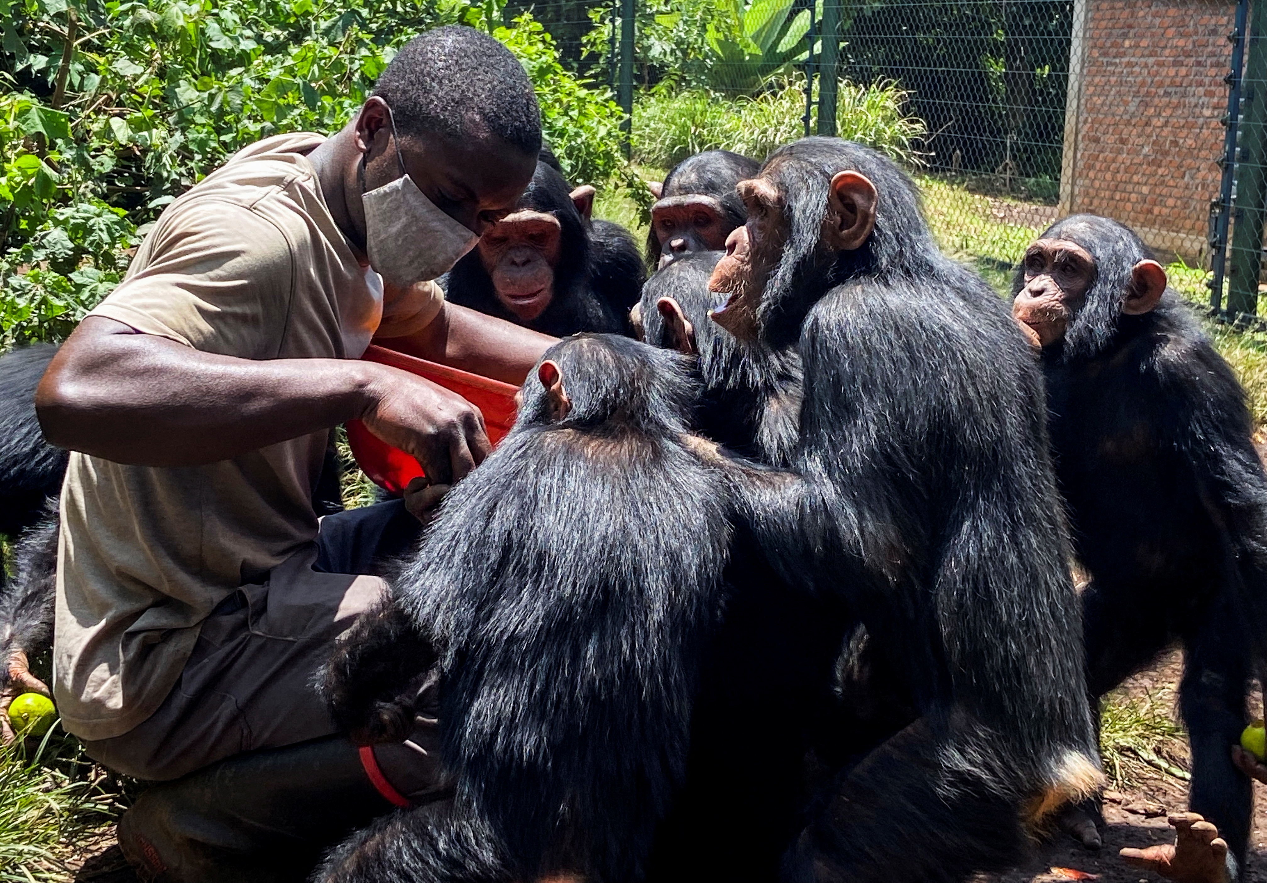 Caregiver Bayongwa Mirindi Ephreme feeds small chimpanzees at the Lwiru Primates Rehabilitation Centre, in South Kivu