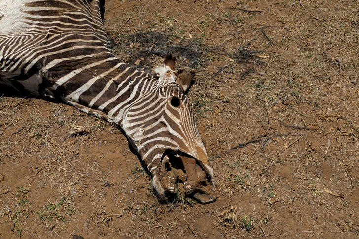 The carcass of an endangered Grevy's Zebra, which died during the drought, is seen in the Buffalo Springs National Reserve, Isiolo county