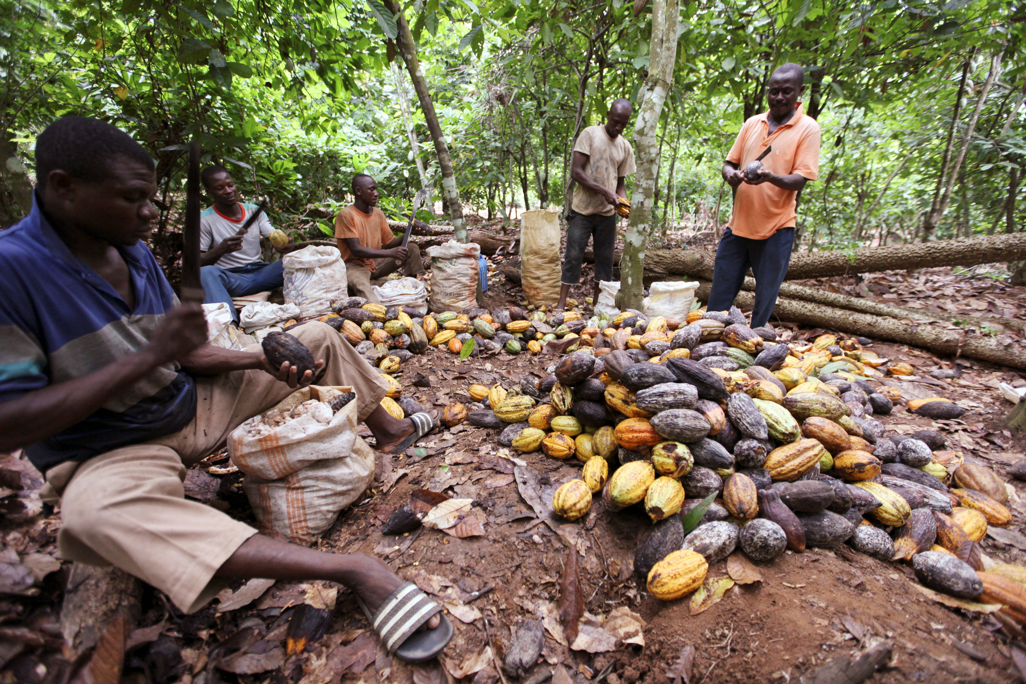Farmers separate infected cocoa beans from a pile at a farm in San Pedro