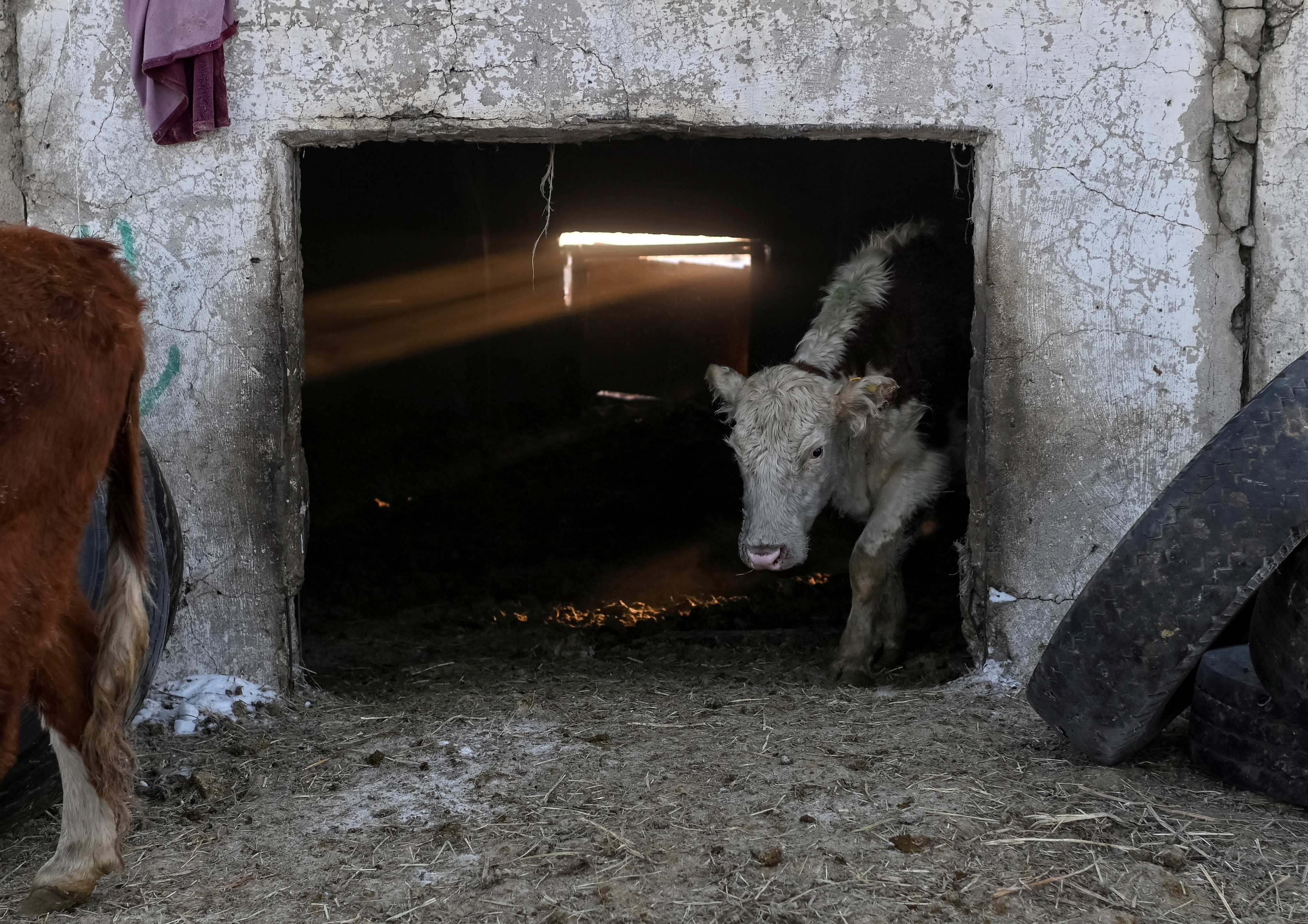A cow comes out of a barn at a farm in Omsk Region