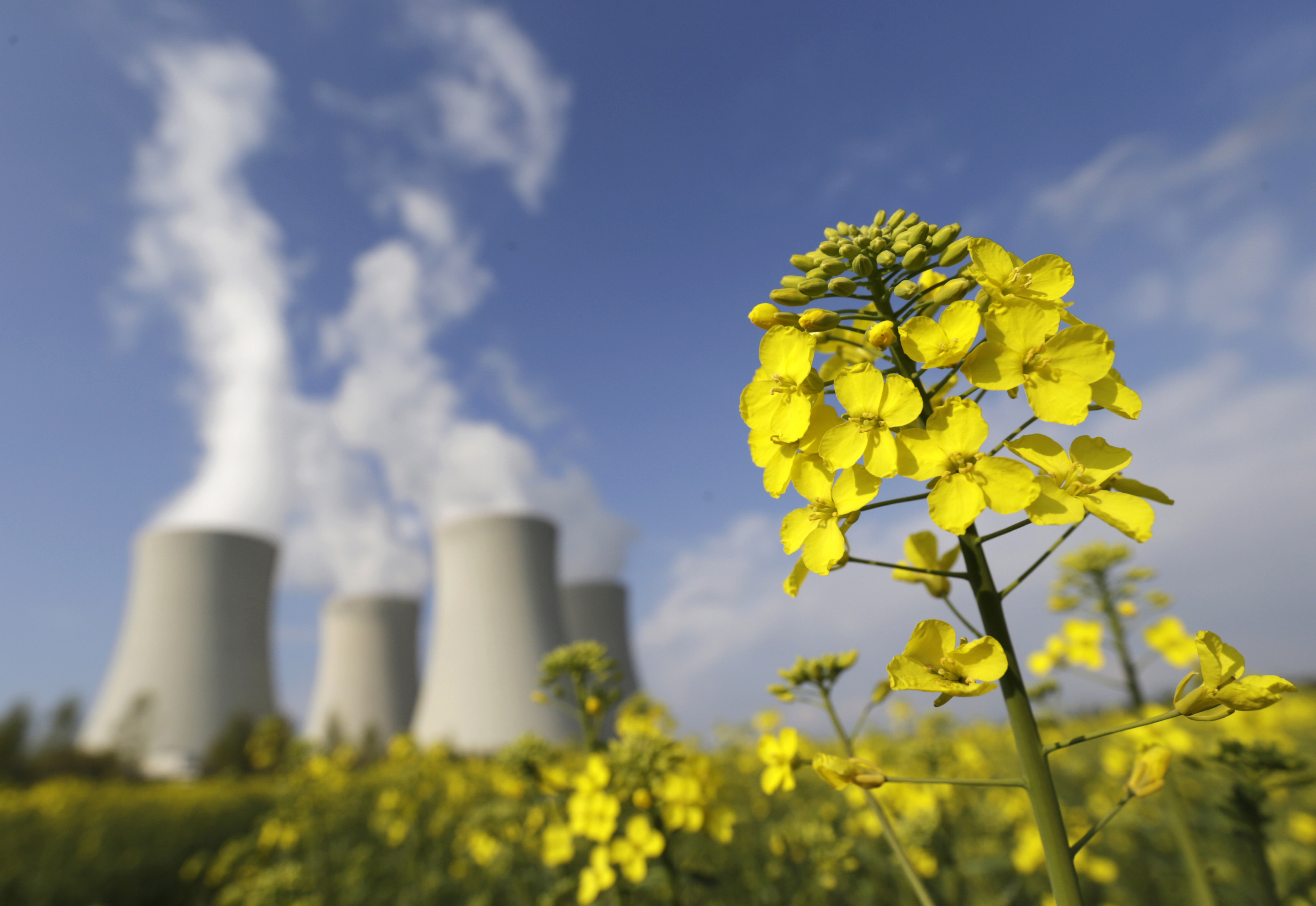A mustard field is seen in front of the cooling towers of the Temelin nuclear power plant near Tyn nad Vltavou