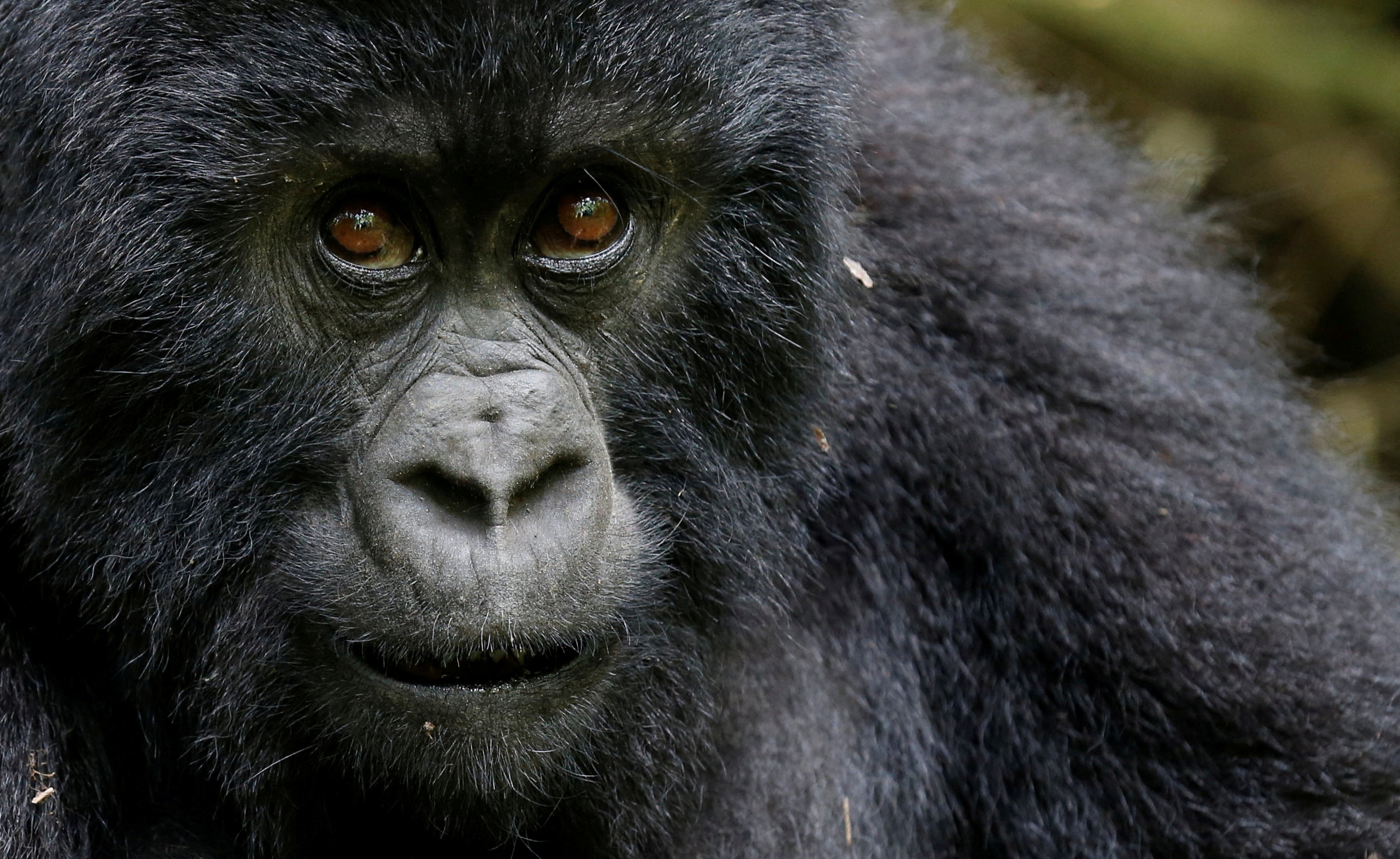 An endangered high mountain gorilla from the Sabyinyo family is seen inside the forest within the Volcanoes National Park near Kinigi