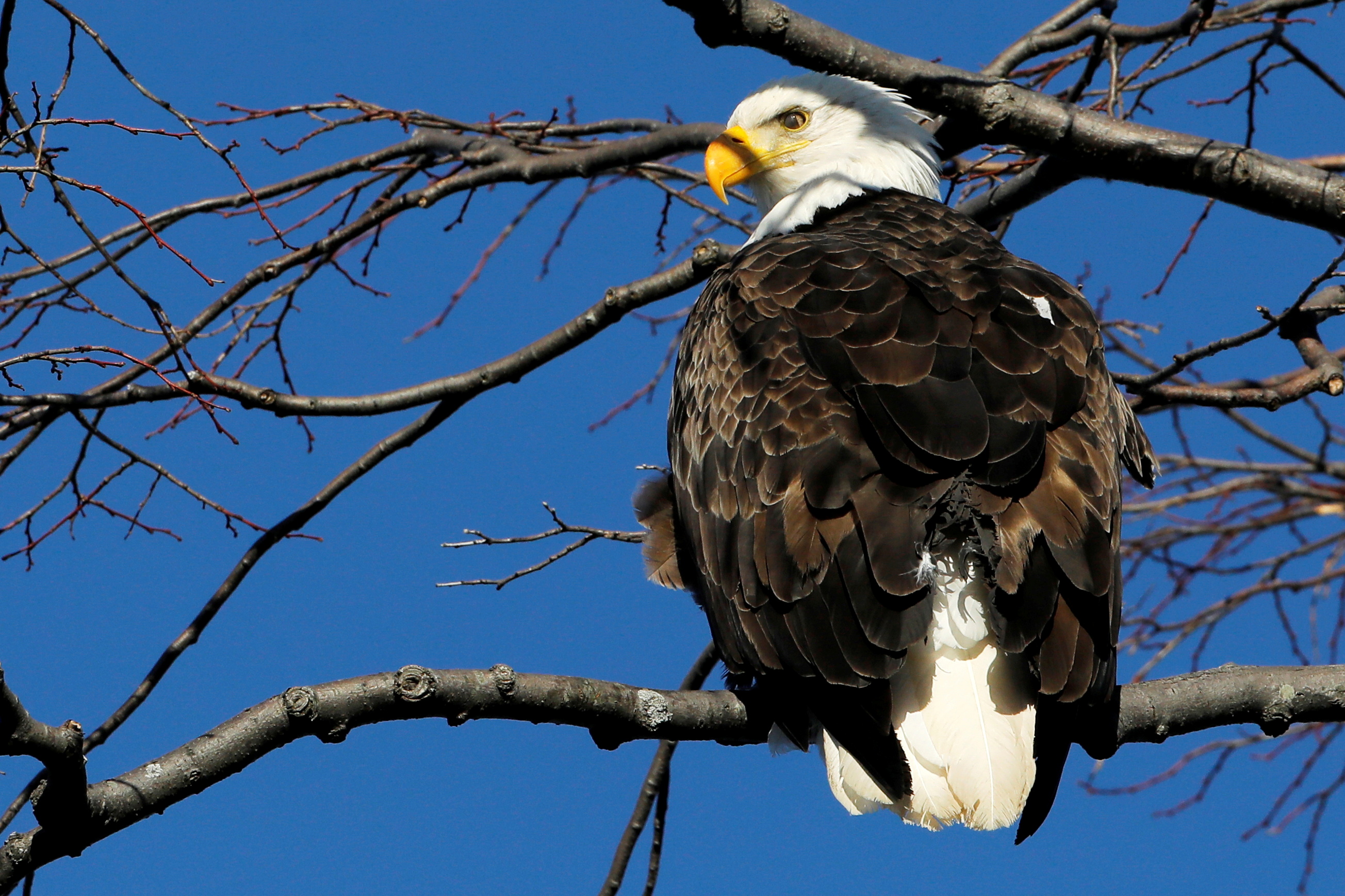 U.S. moves to restore endangered species protections weakened under