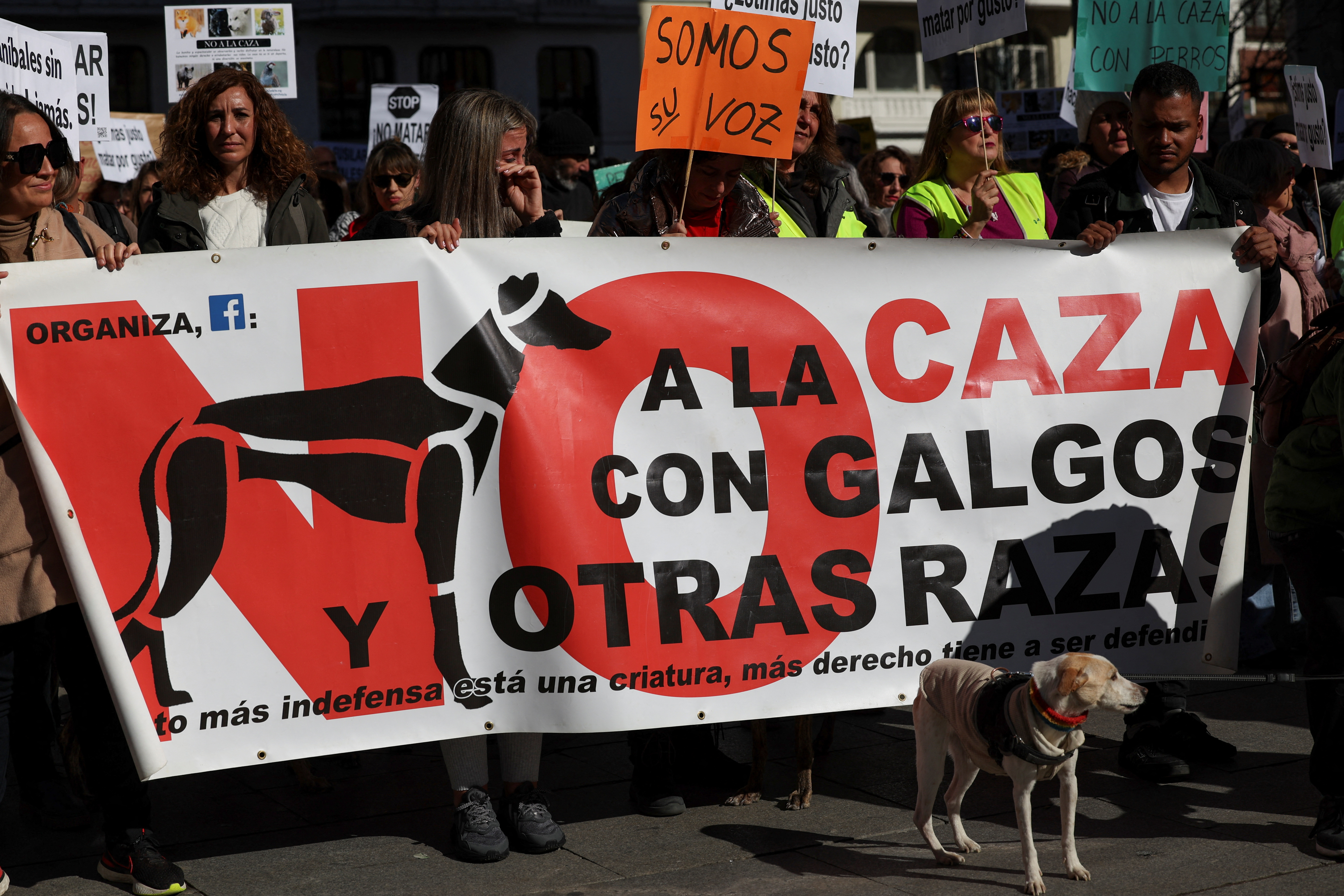 Thousands protest against animal rights bill in Spain for excluding hunting  dogs | Reuters