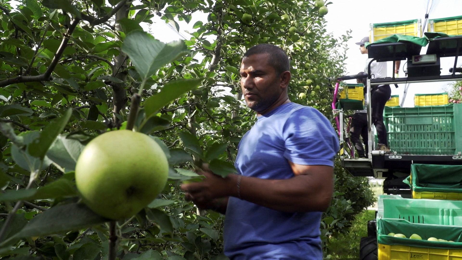 Fruit farmers use a natural refrigerator to help cut energy bills