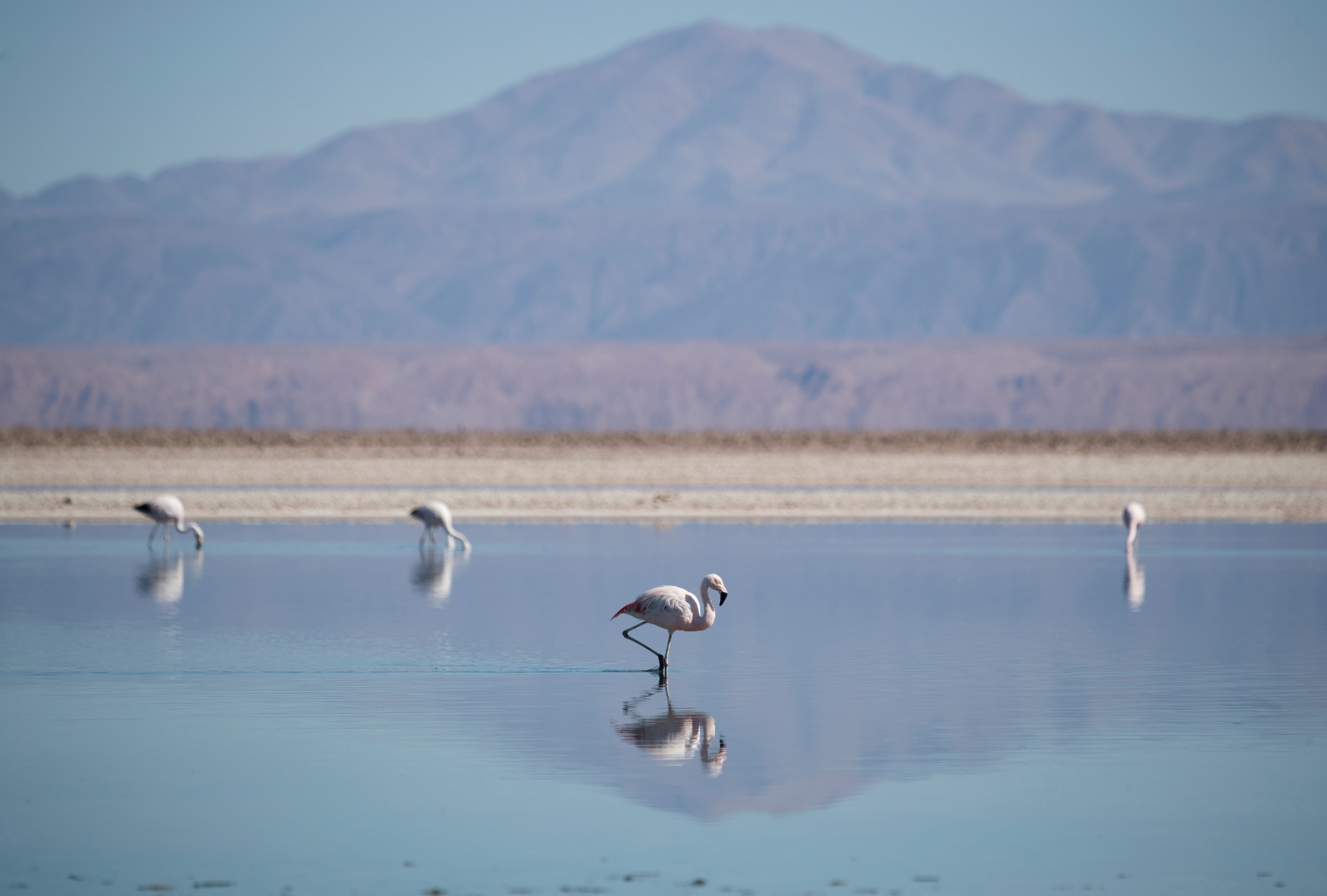 Study shows lithium mining is forcing flamingos to flee the Atacama