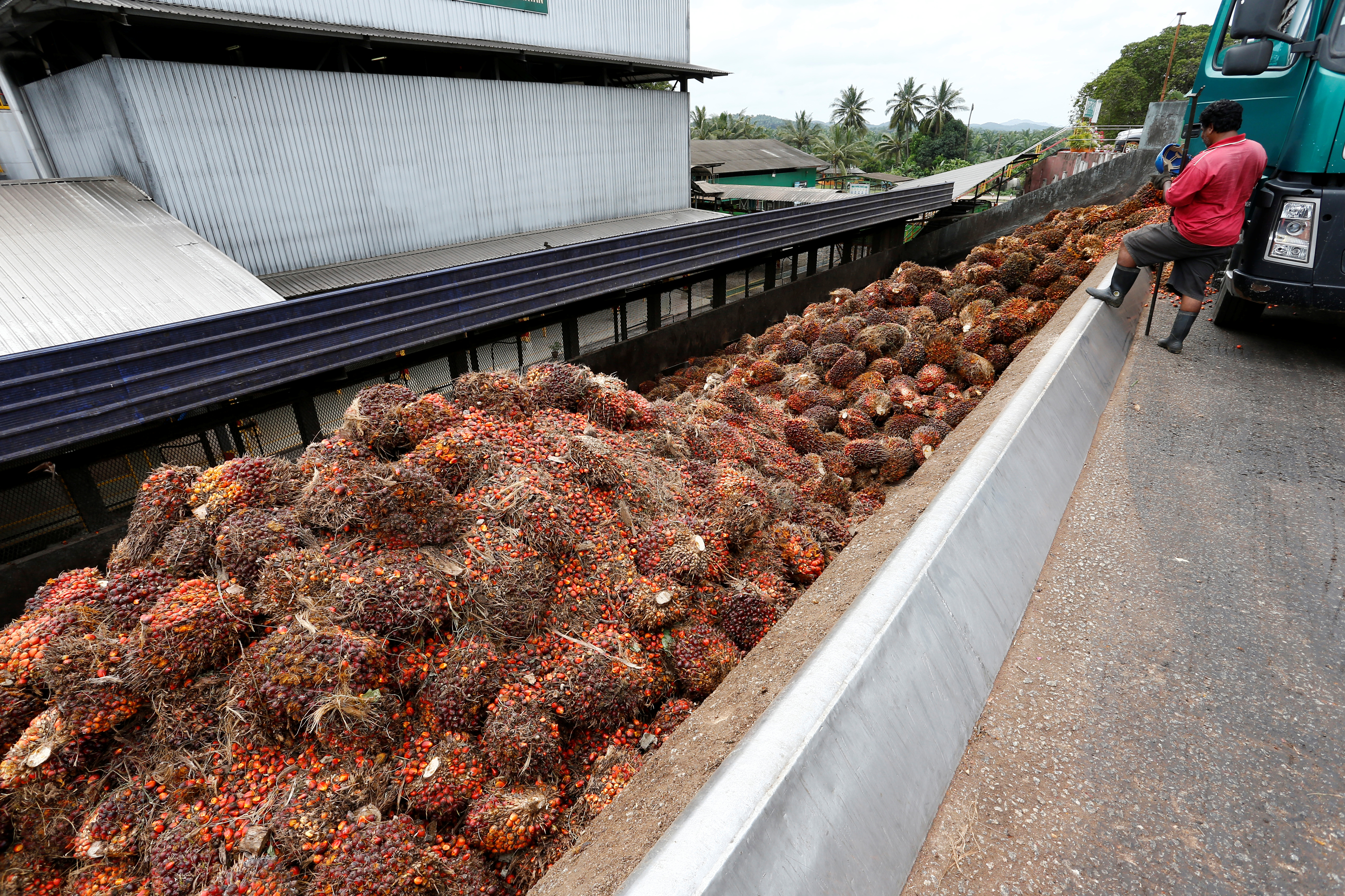 A worker unloads palm oil fruit bunches from a lorry inside a palm oil mill in Bahau, Negeri Sembilan