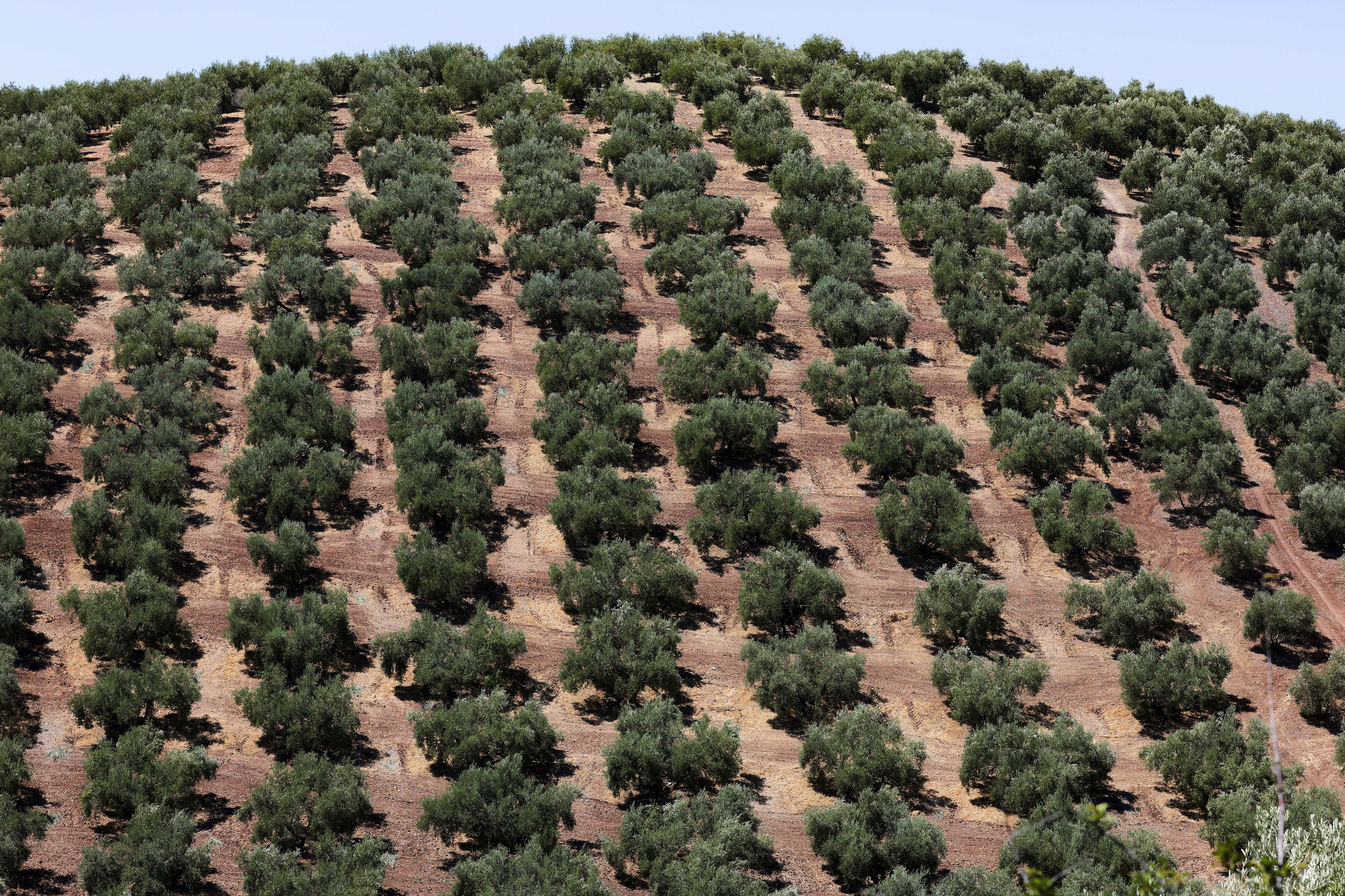 Olive fields are seen in Montefrio