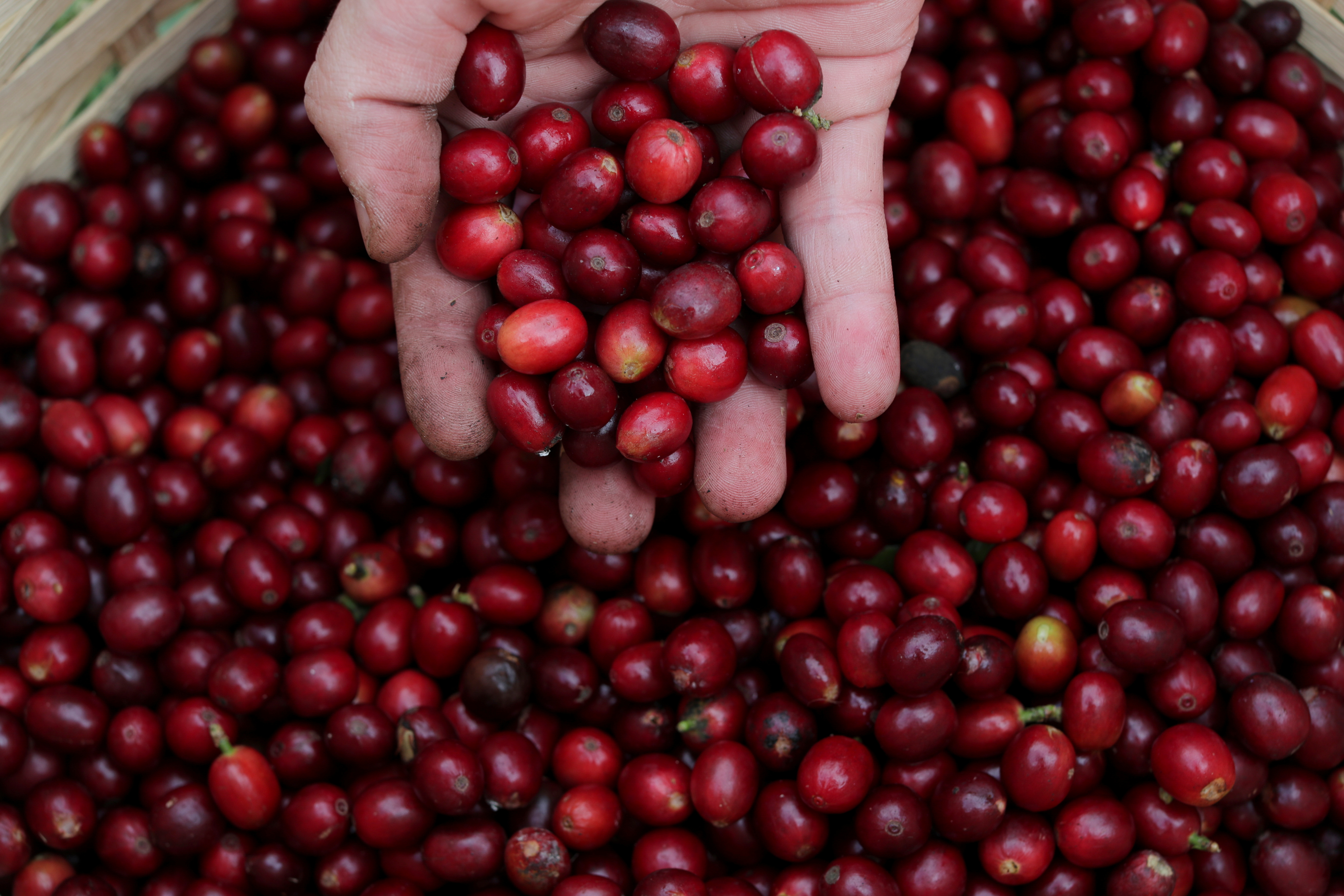 Sao Paulo's Biological Institute hosts one of the largest urban coffee plantations in the world