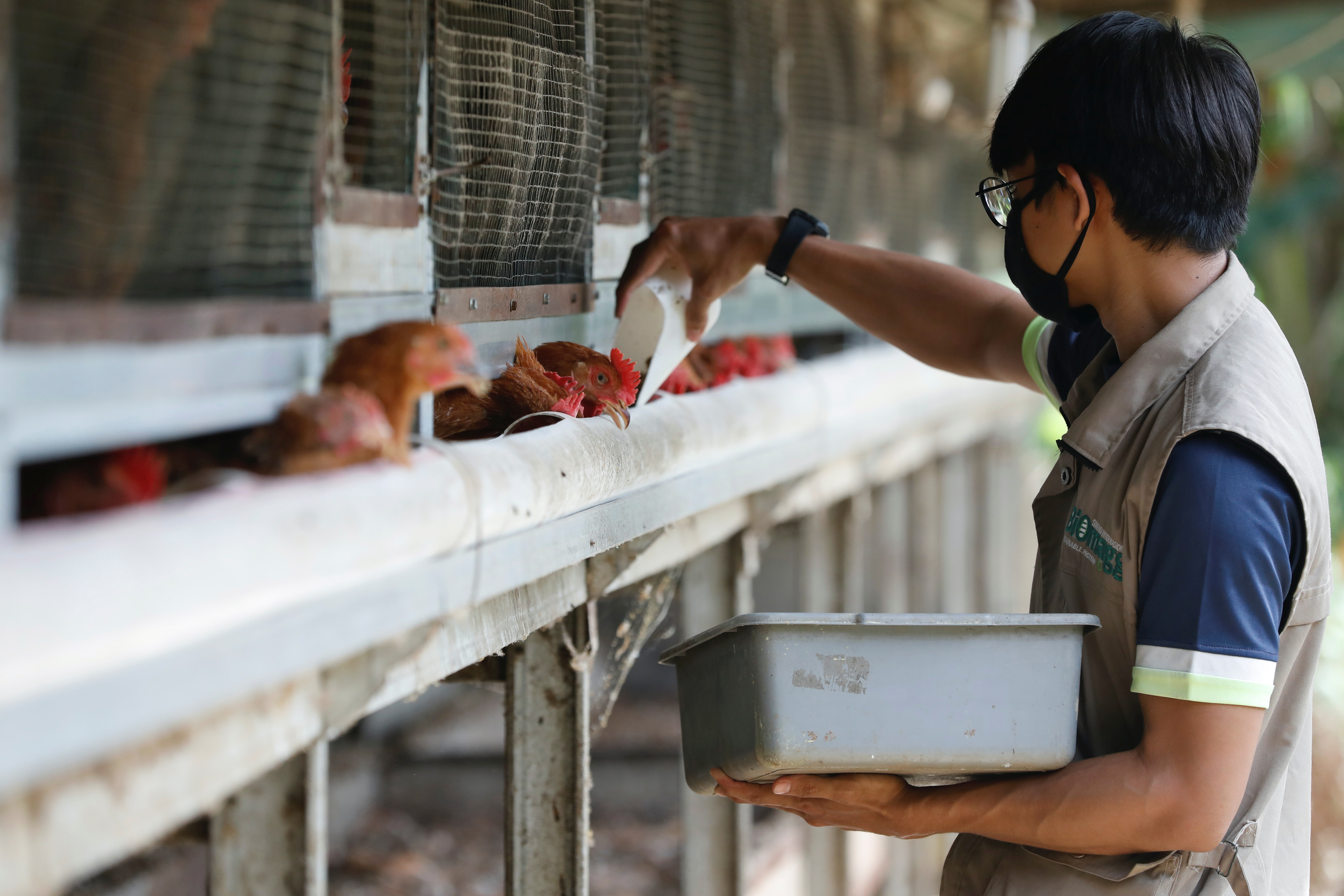 Worker feeds chickens at a Biomagg office in Depok