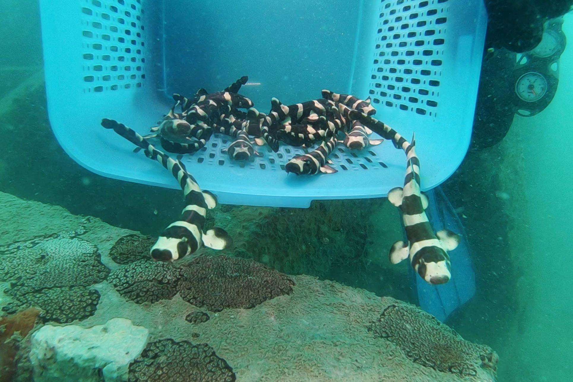 A conservationist holds brownbanded bamboo sharks before they are released into the sea