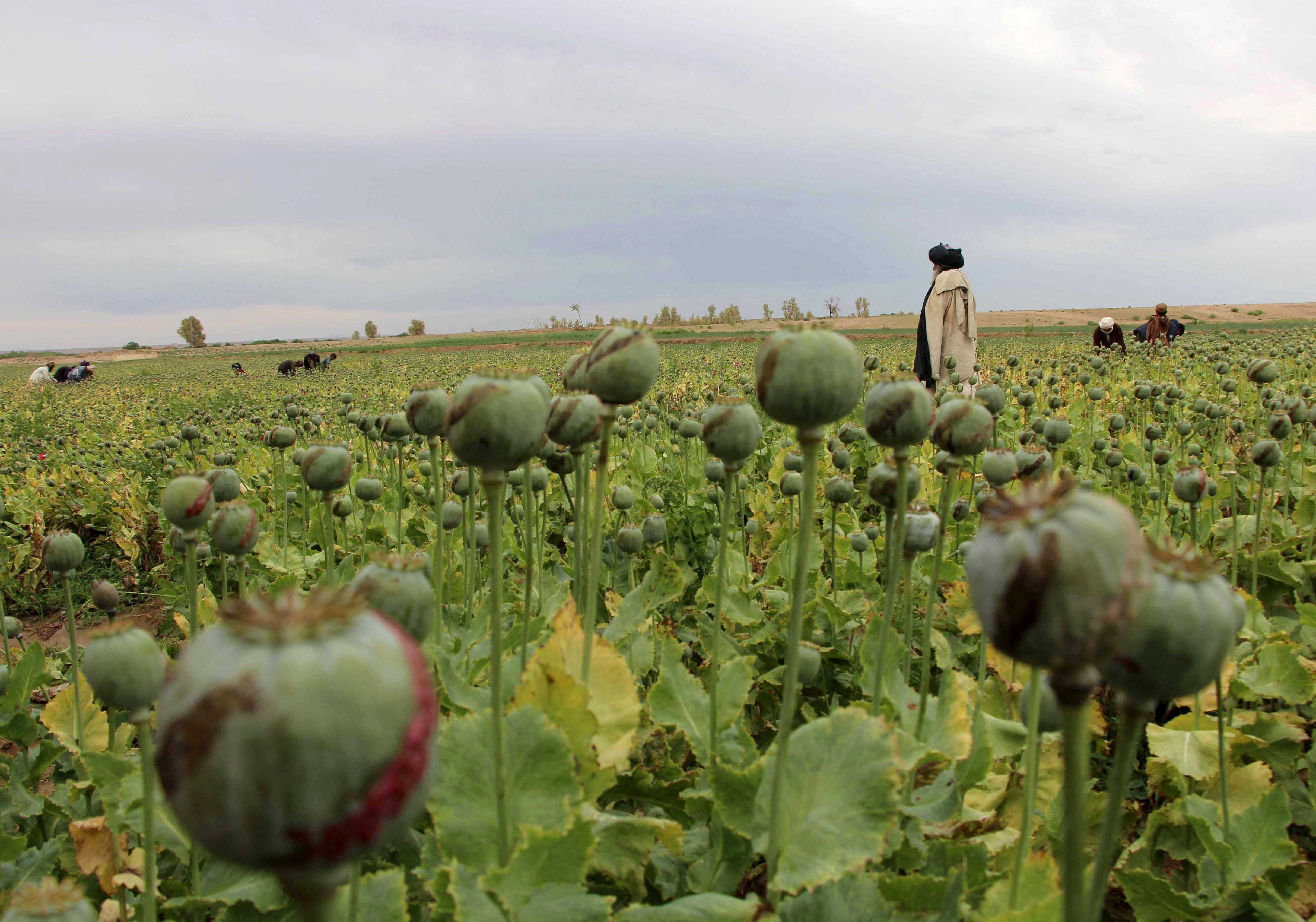 Afghan man walks through a poppy field in the Gereshk district of Helmand province, Afghanistan