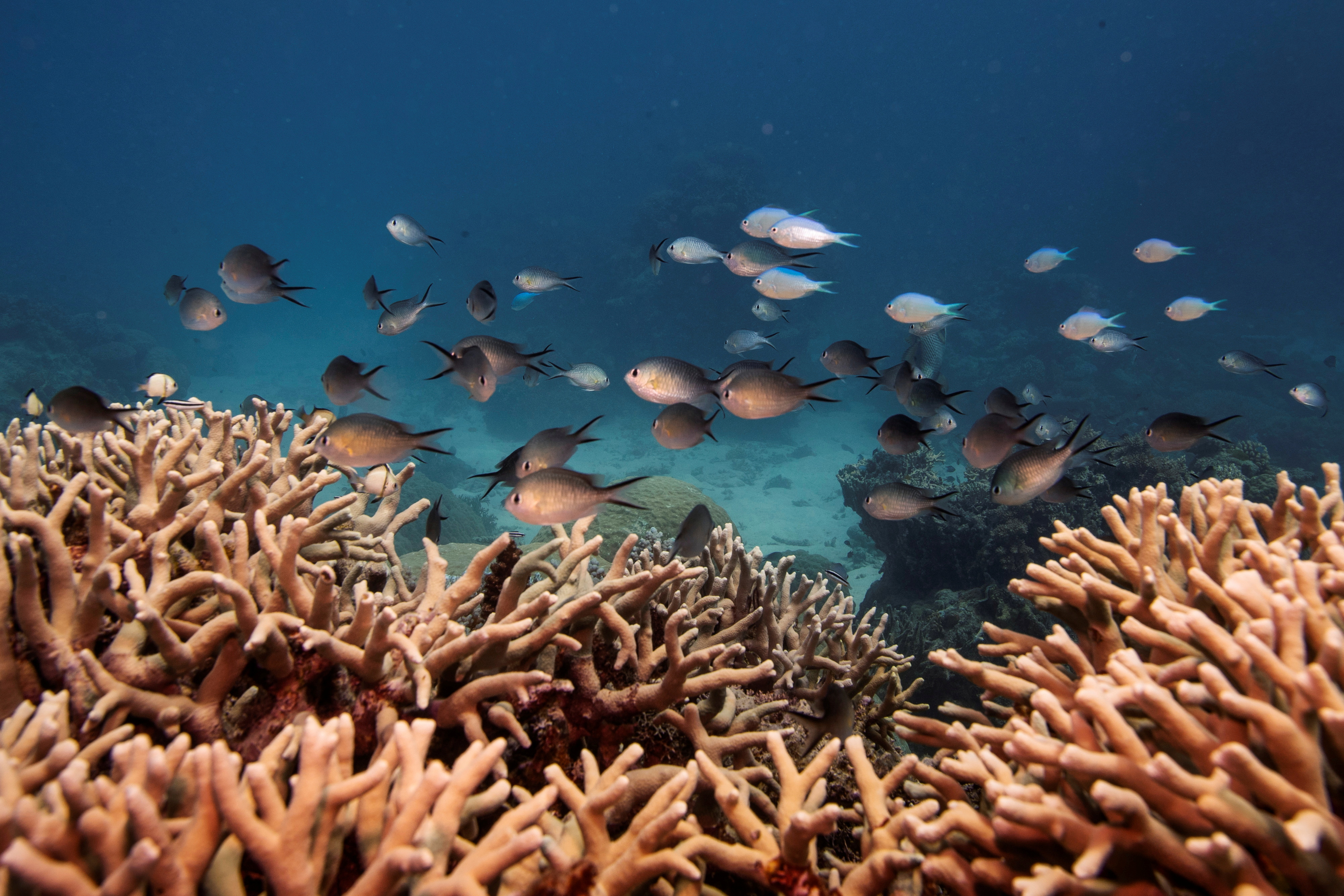 A school of fish swim above a staghorn coral colony as it grows on the Great Barrier Reef off the coast of Cairns, Australia