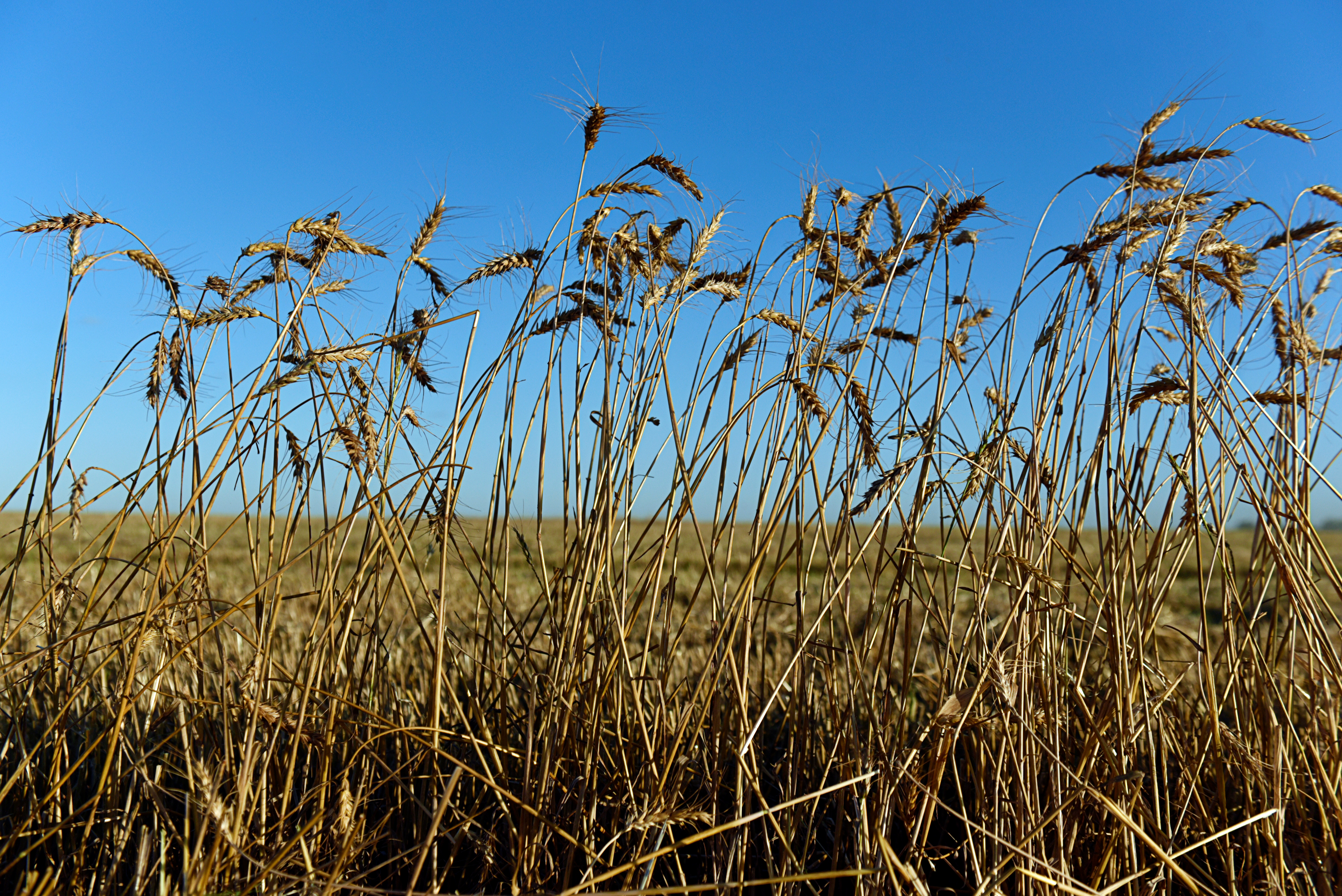 Mısır'da hasat sırasında biçerdöverin kaçırdığı bir buğday parçası görüldü