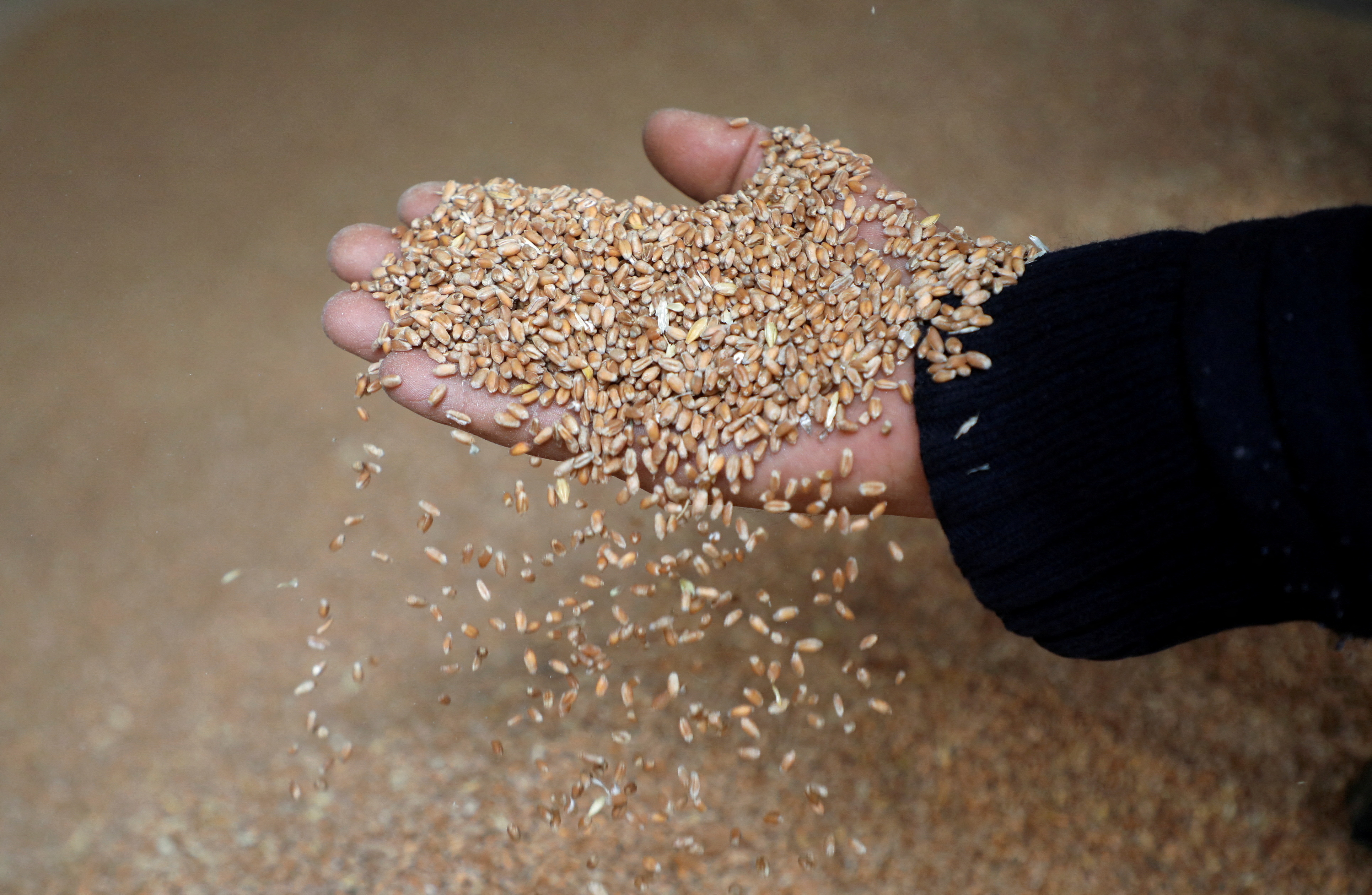 A worker displays grains of wheat at a mill in Beirut