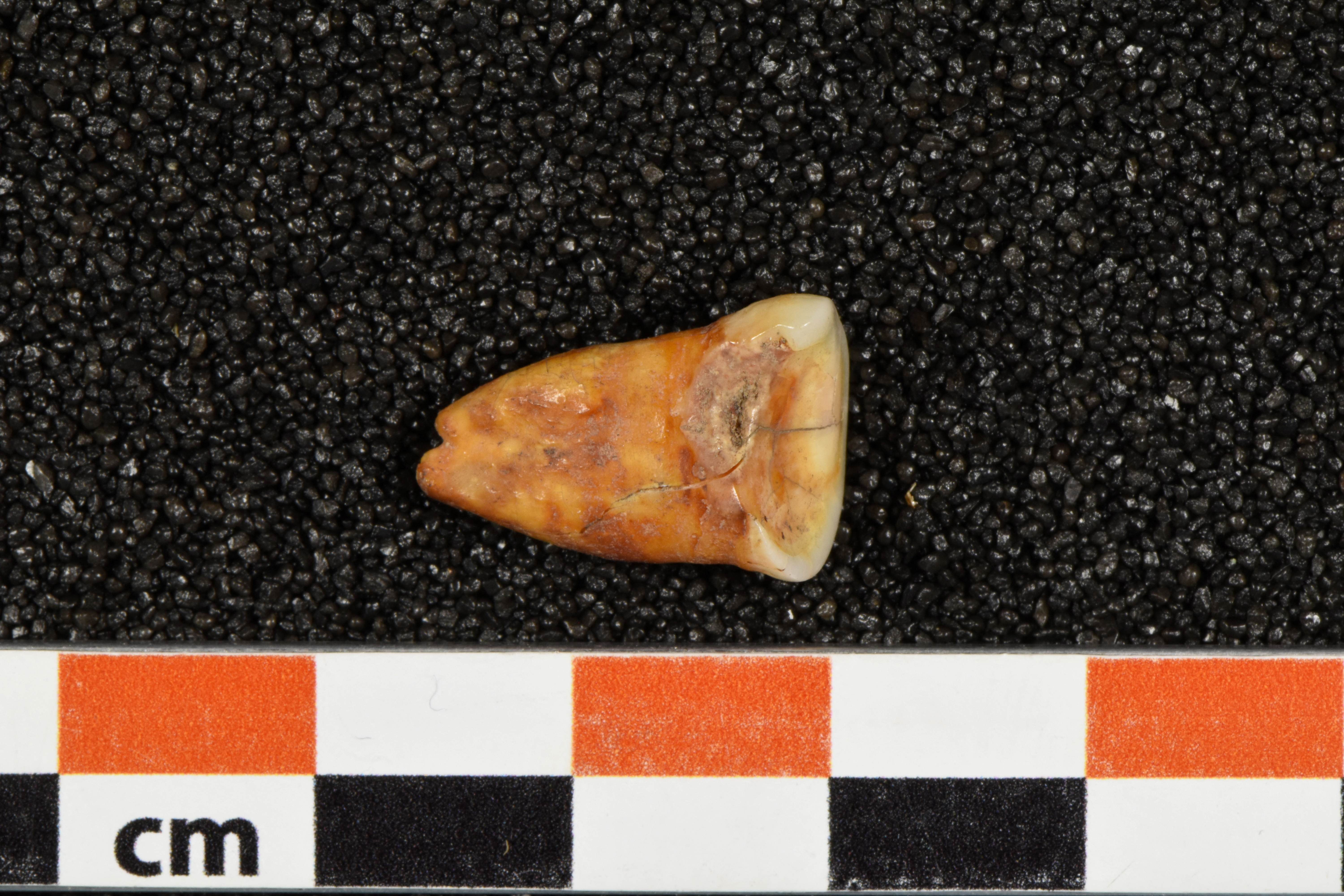A human tooth discovered at Taforalt Cave in Morocco