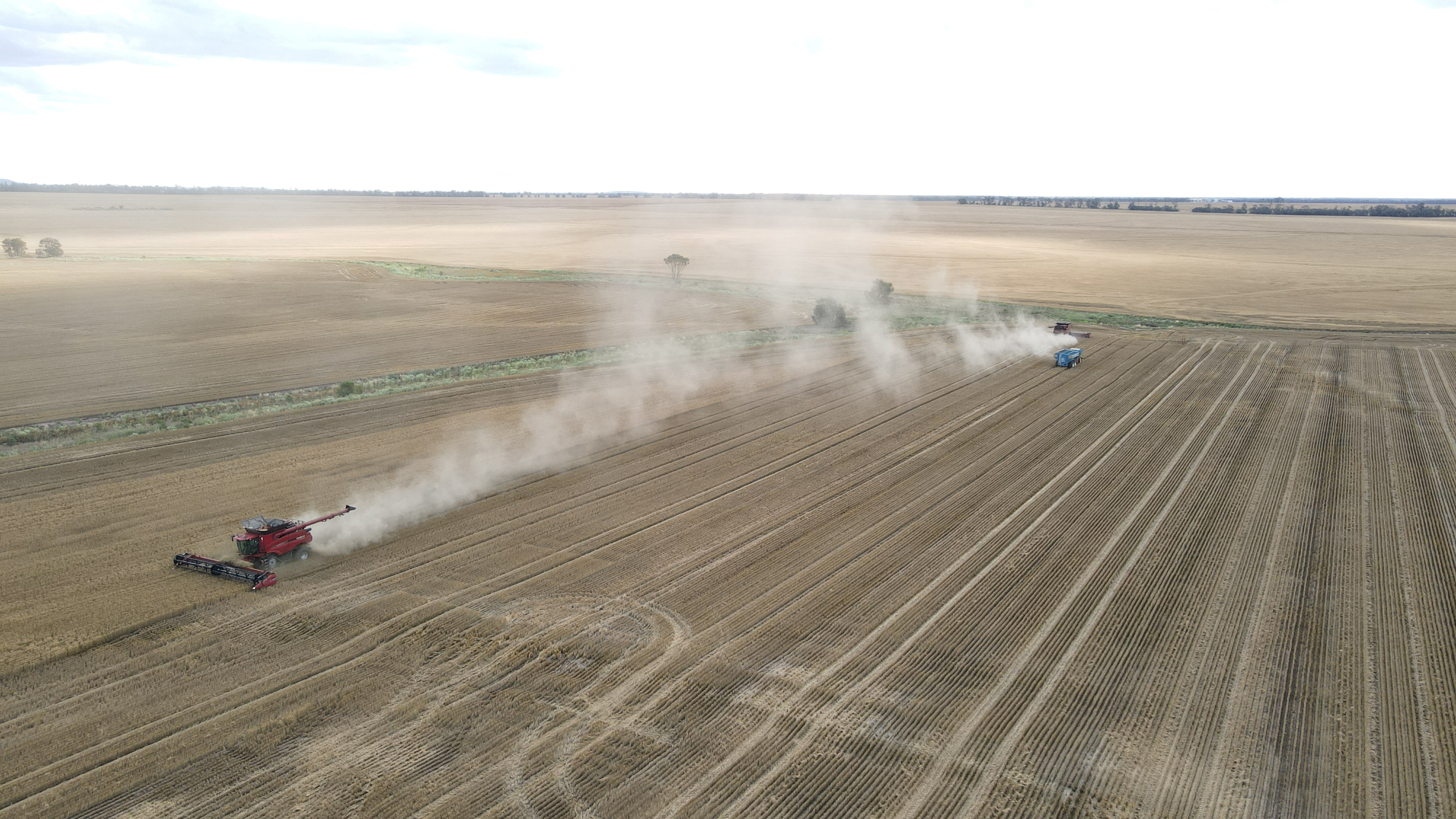 Wheat is harvested by a combine near Moree