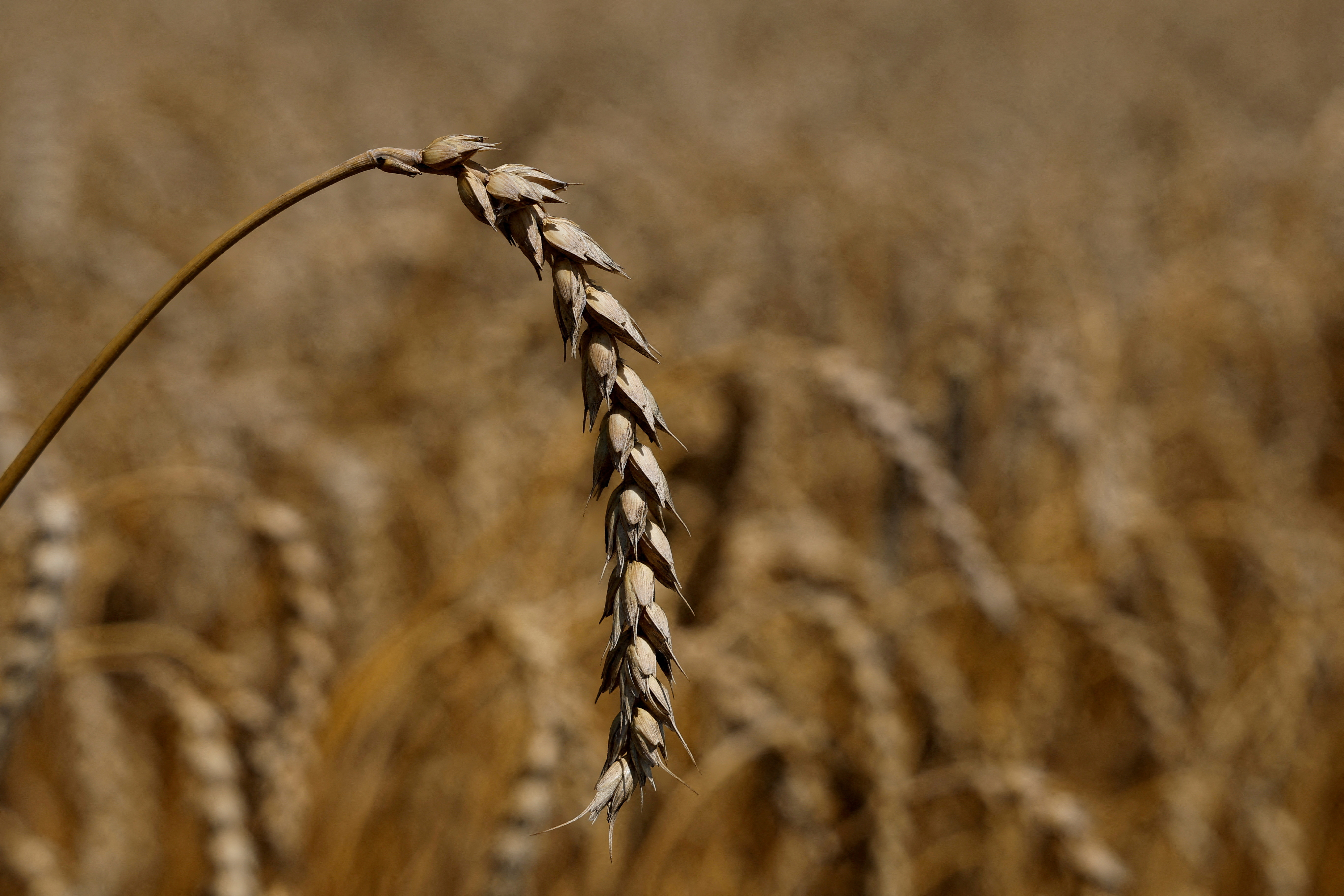 Ear of wheat is seen in a field in the village of Zhurivka