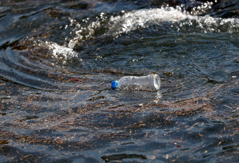 Plastic-eating fungi could be a glimmer of hope in cutting ocean pollution  | Reuters