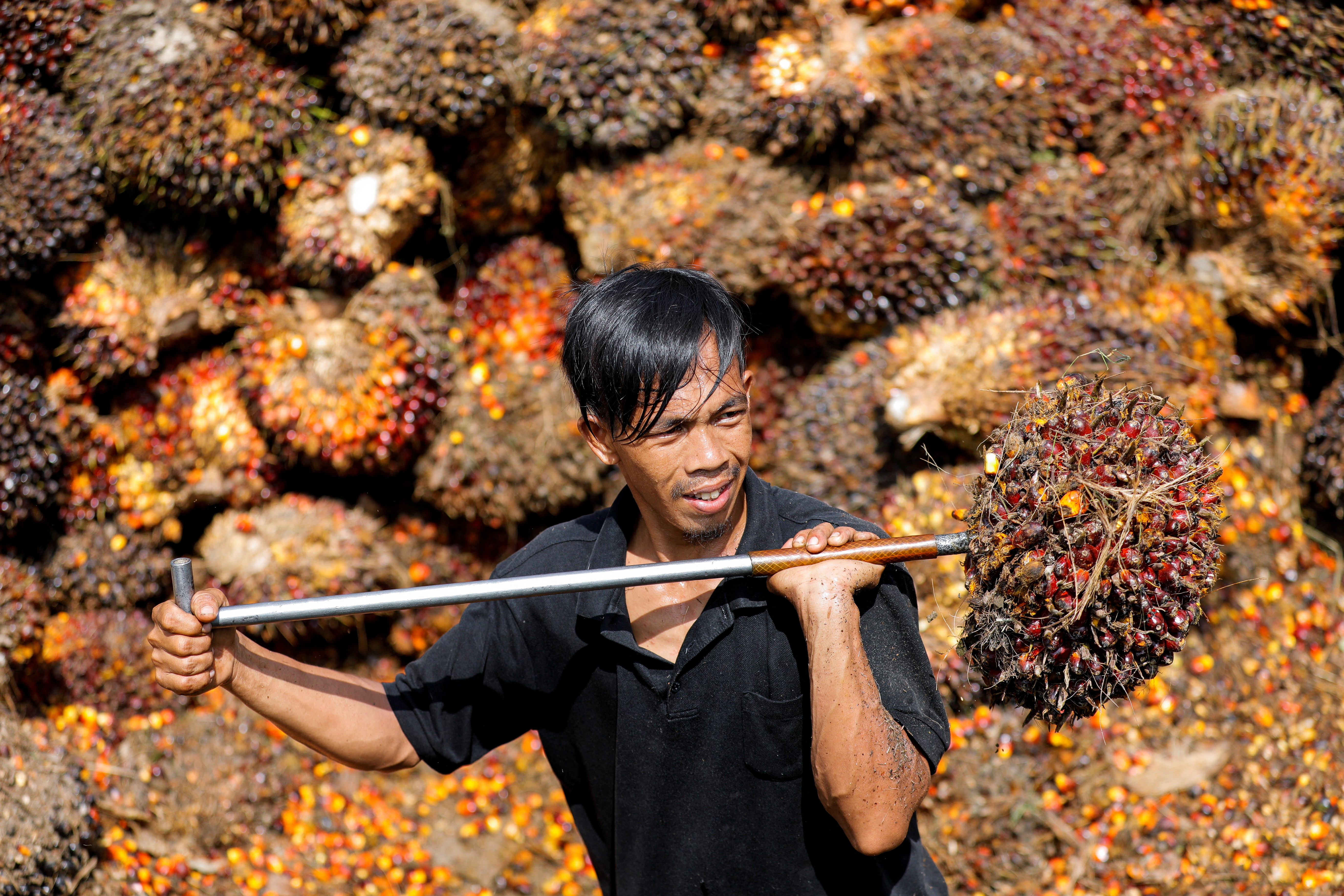 Palm oil plantation in Riau province as Indonesia has announced the ban on palm oil exports effective this week