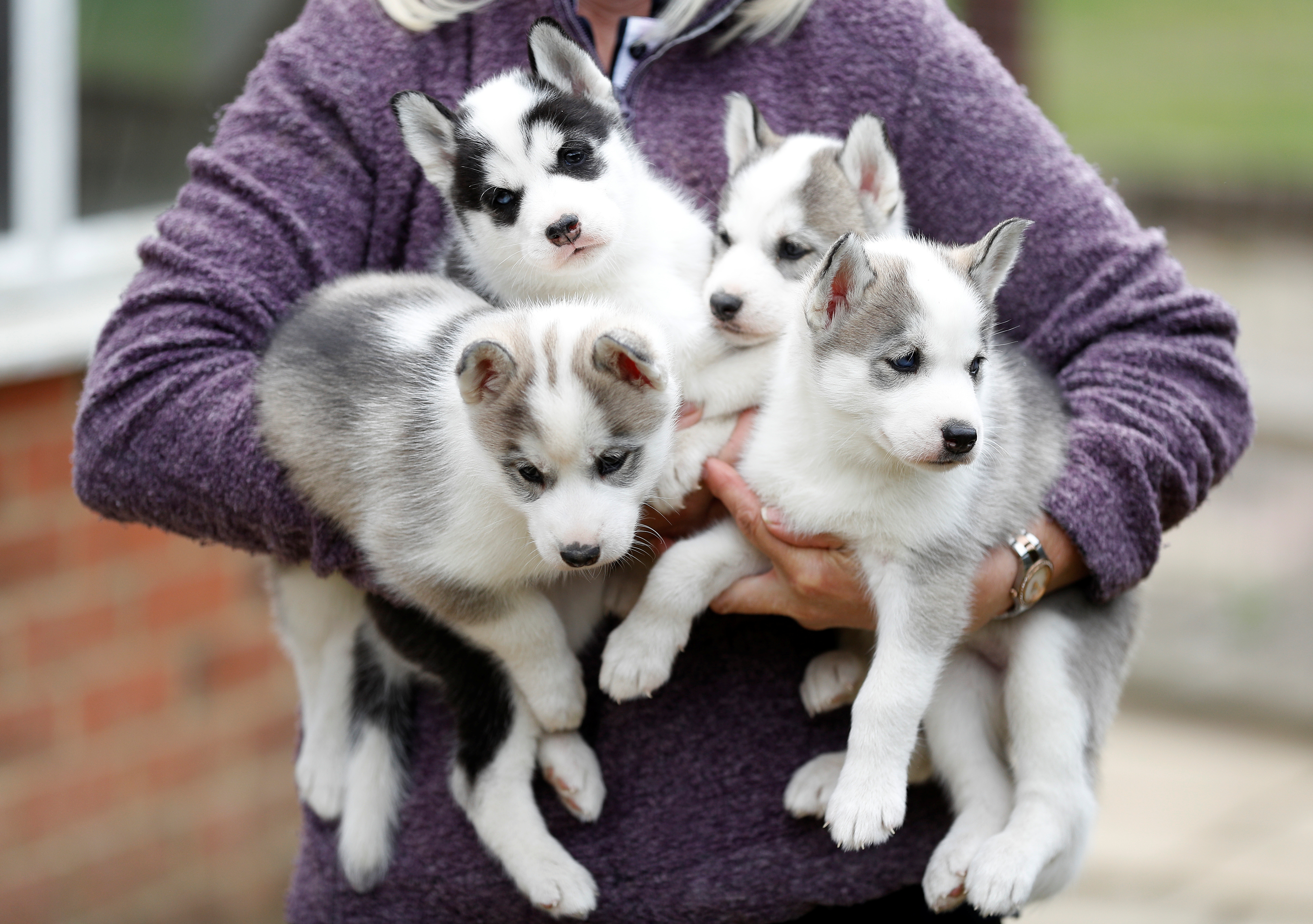 Siberian Husky breeder Christine Biddlecombe poses for a photograph with her five-week-old puppies at her home, in Tonbridge