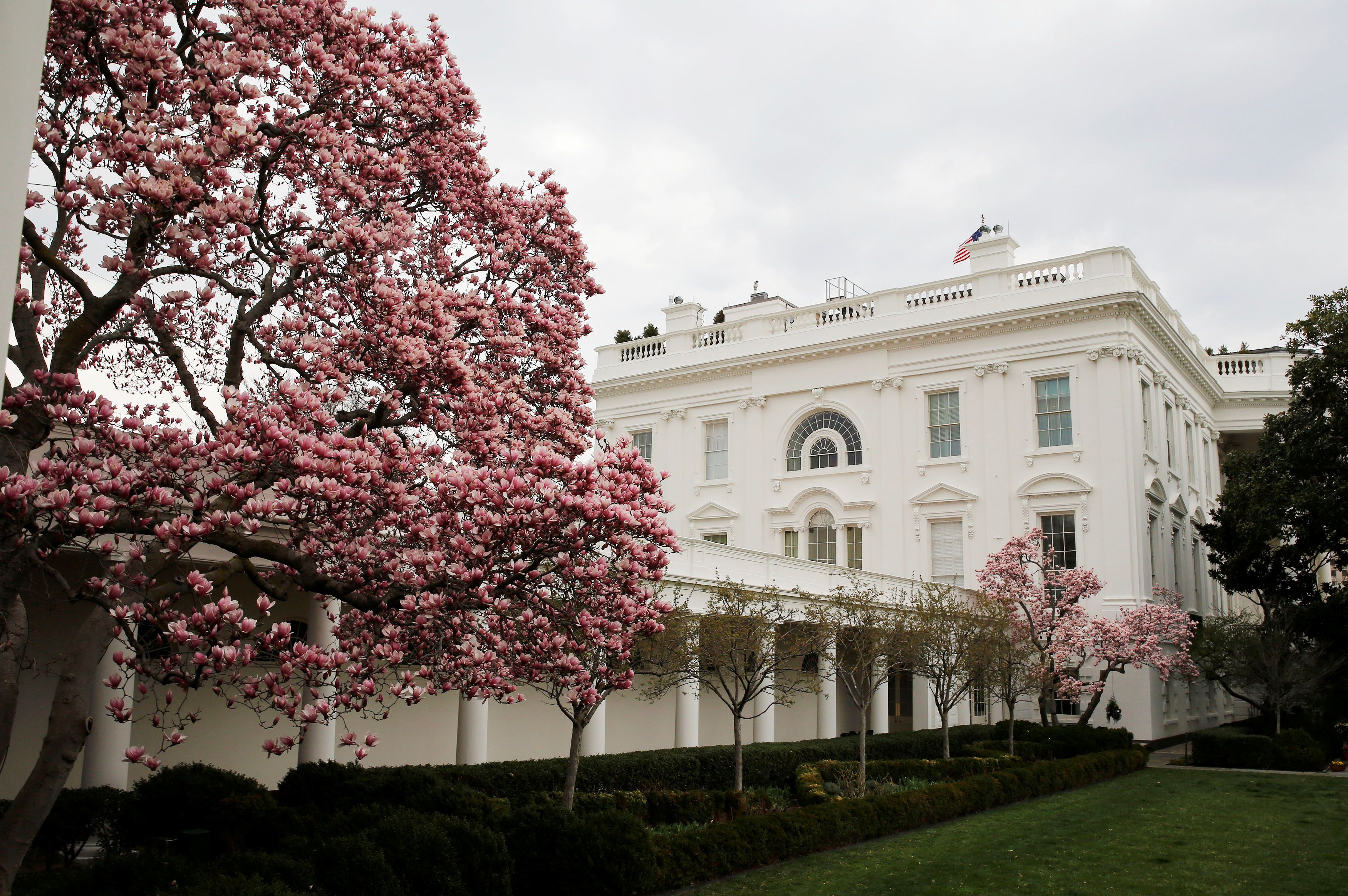 White House is seen through magnolia flowers which bloomed in the Rose Garden of the White House in Washington