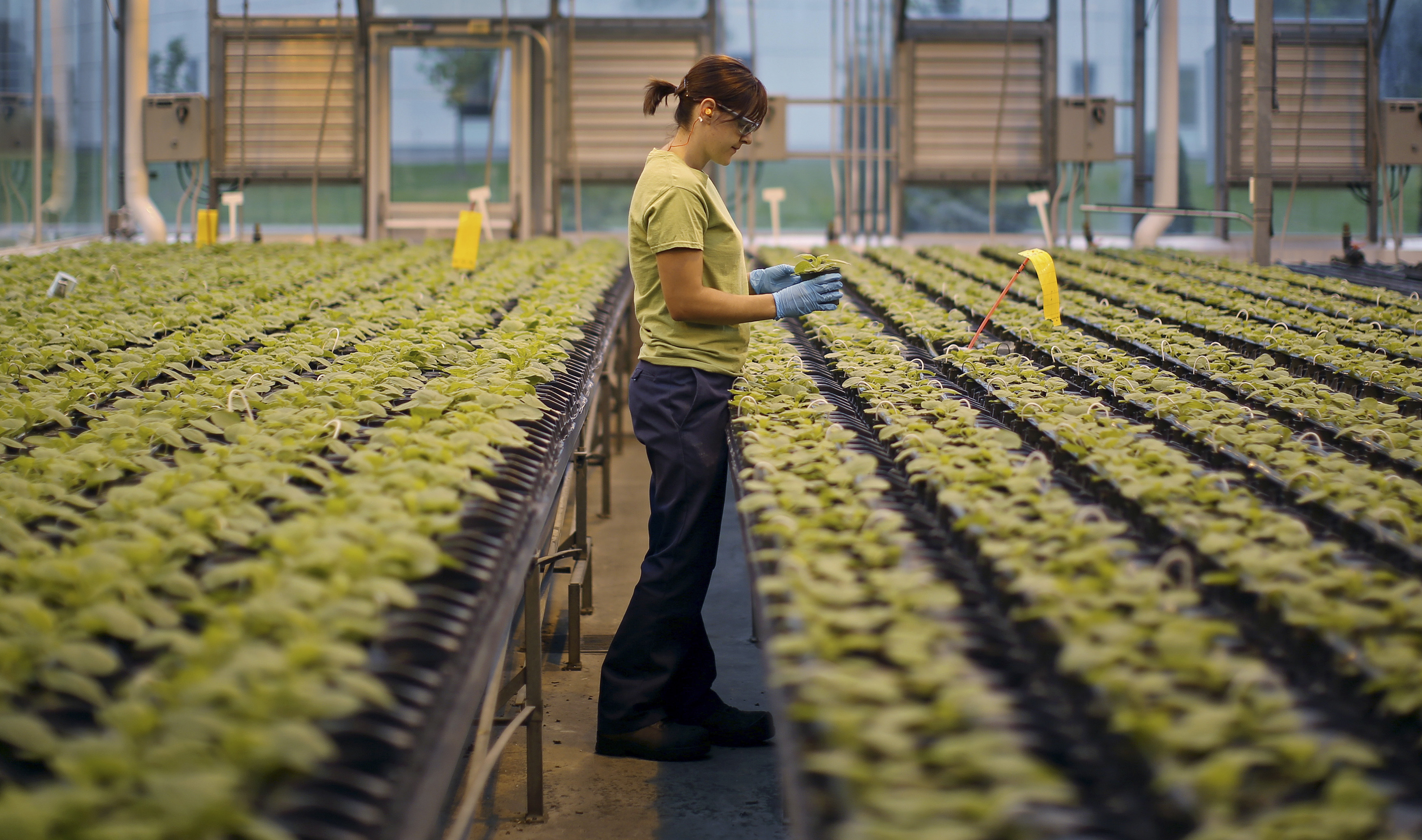 An worker inspects the Nicotiana benthamiana plants at Medicago greenhouse in Quebec City, August 13, 2014. REUTERS/Mathieu Belanger