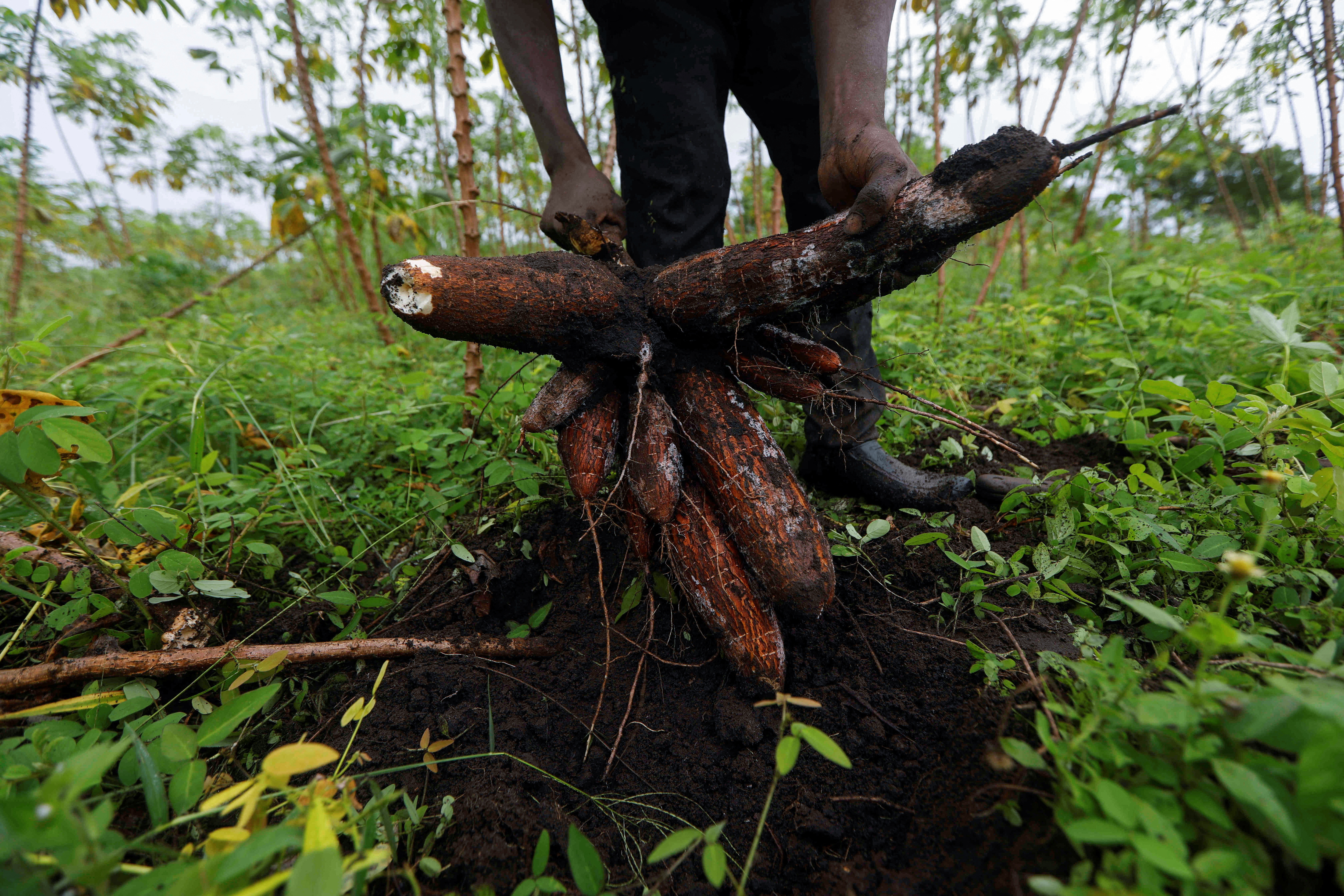 A farmer pulls out cassava during a harvest on a farm in Oyo