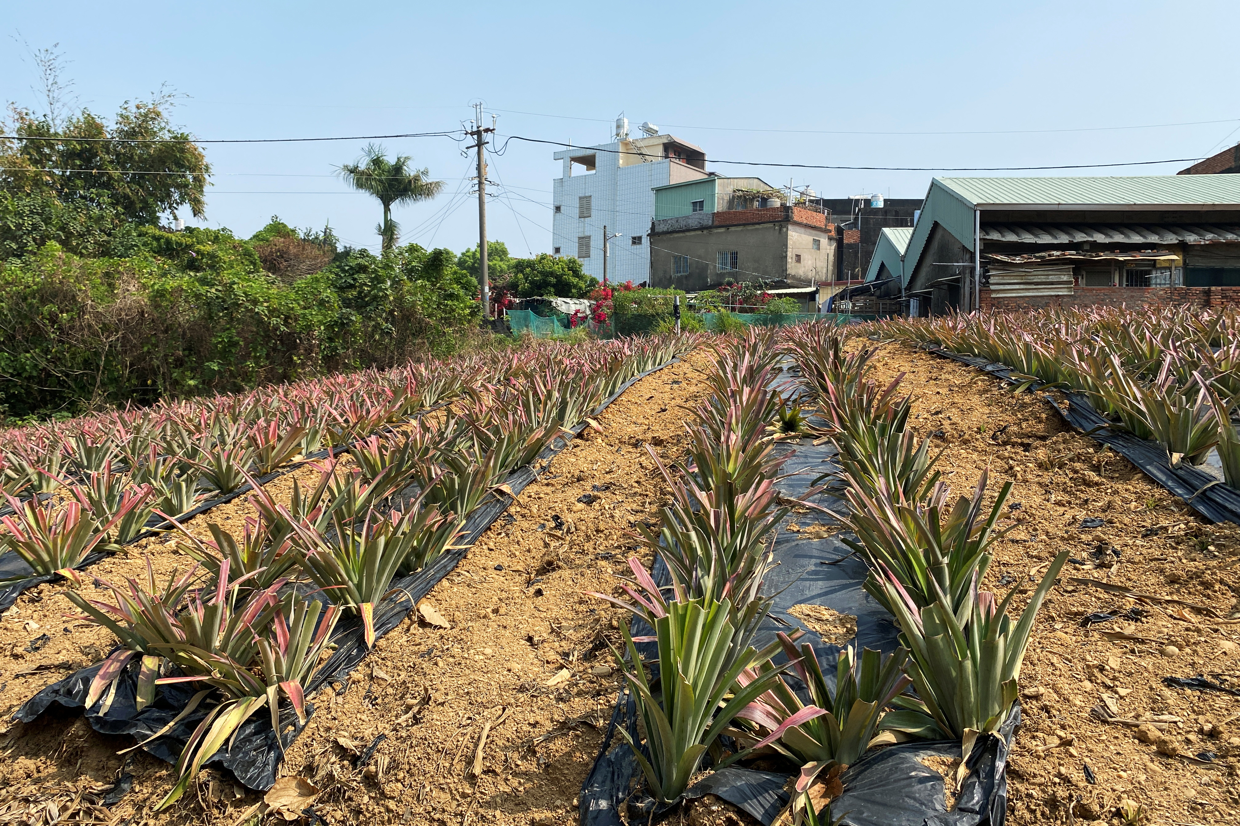 Pineapples grow in a field in Kaohsiung