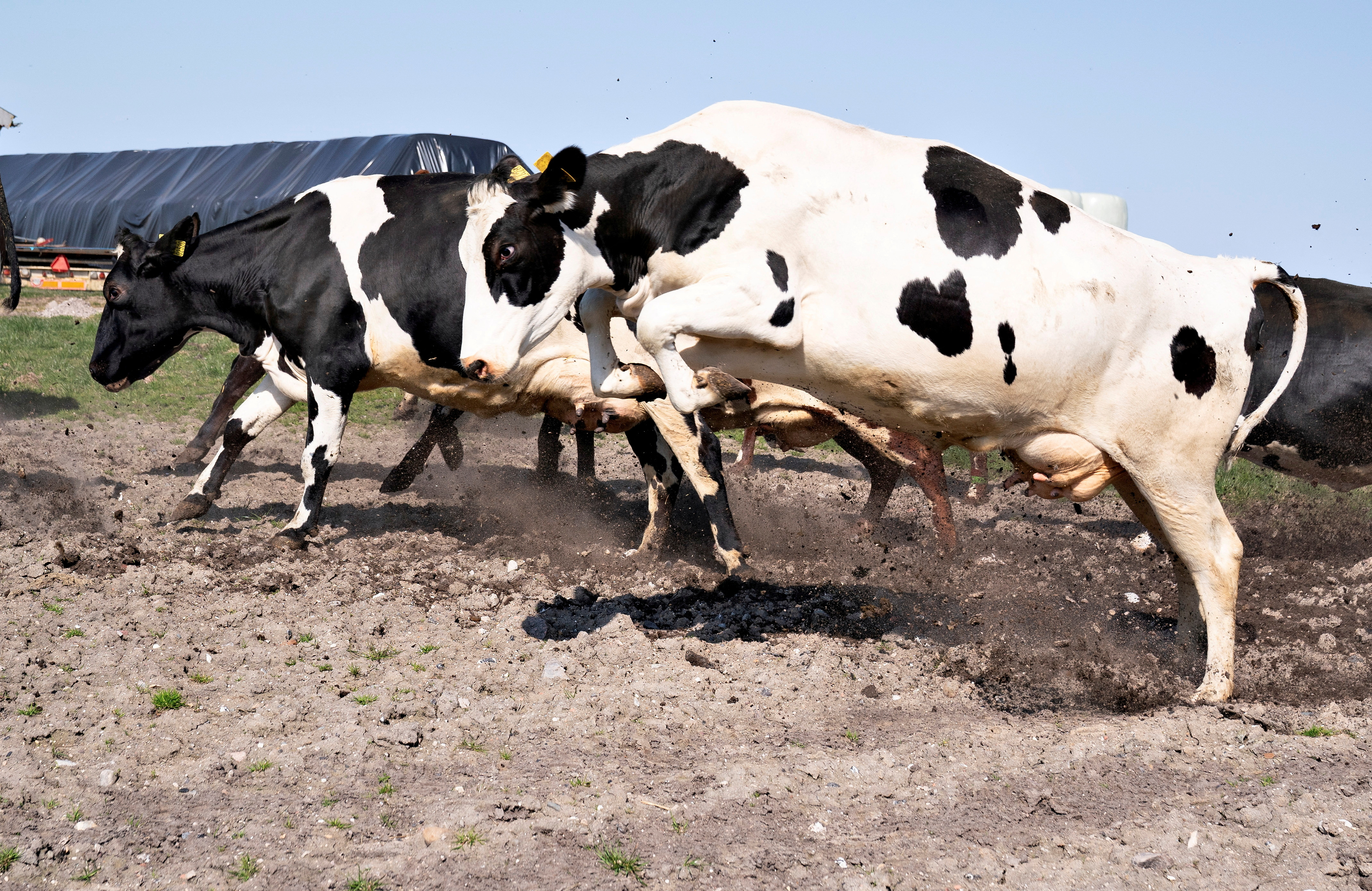 Organic cows are seen released to graze after the winter in Tjele