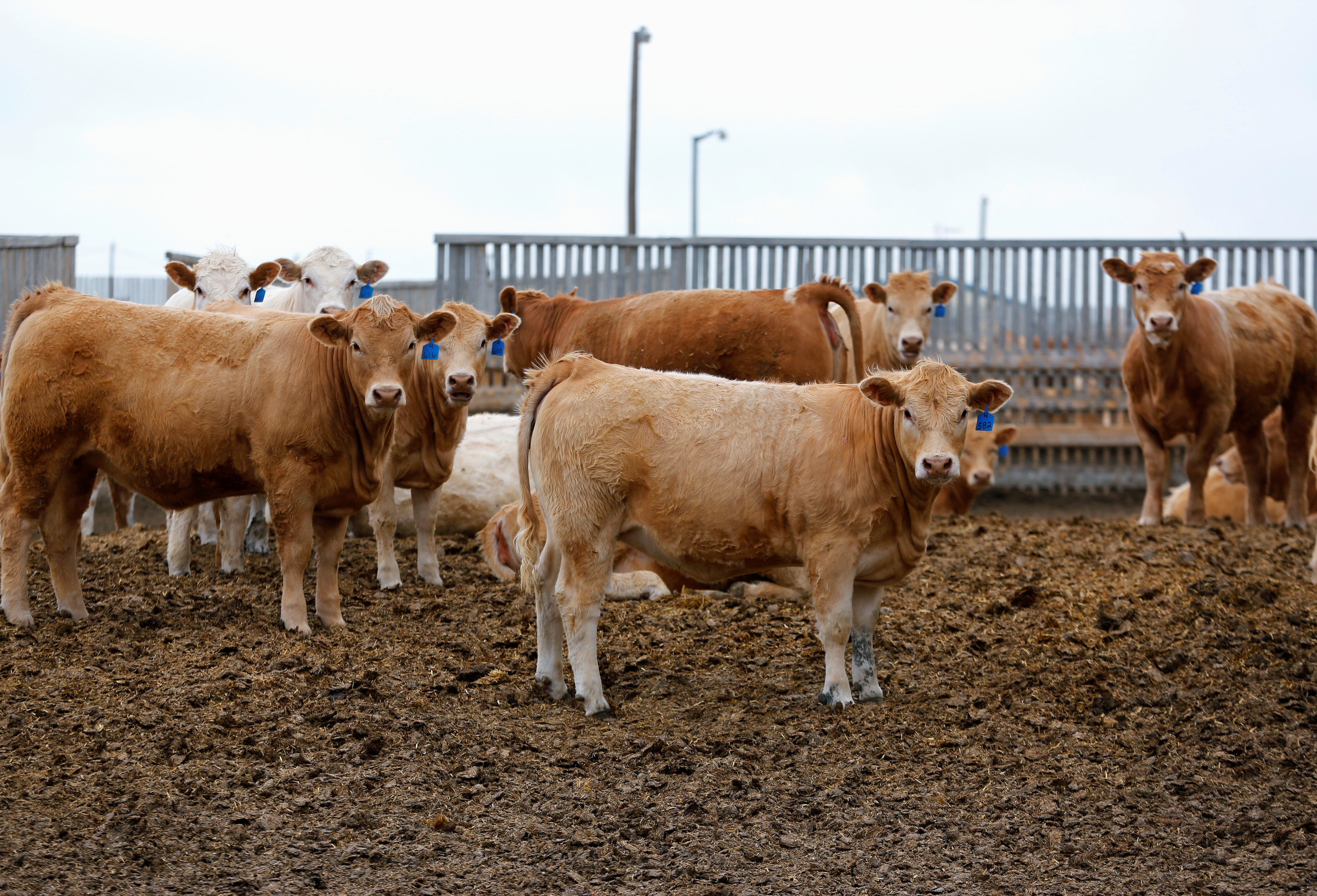 Beef cattle at the Kasko Cattle feedlot near Coaldale