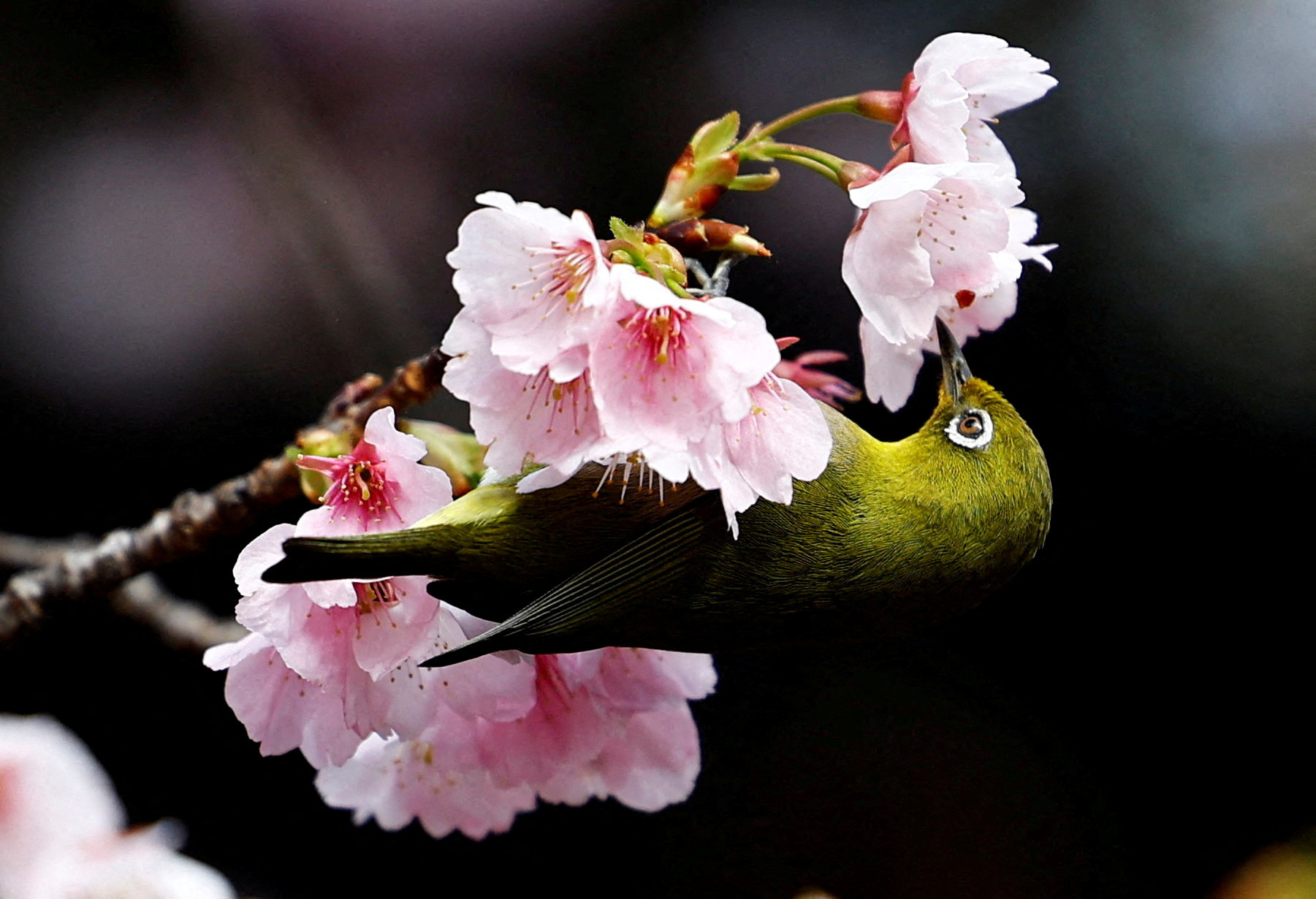 A white-eye bird is seen on an early-flowering Ookanzakura cherry blossoms in full bloom in Tokyo