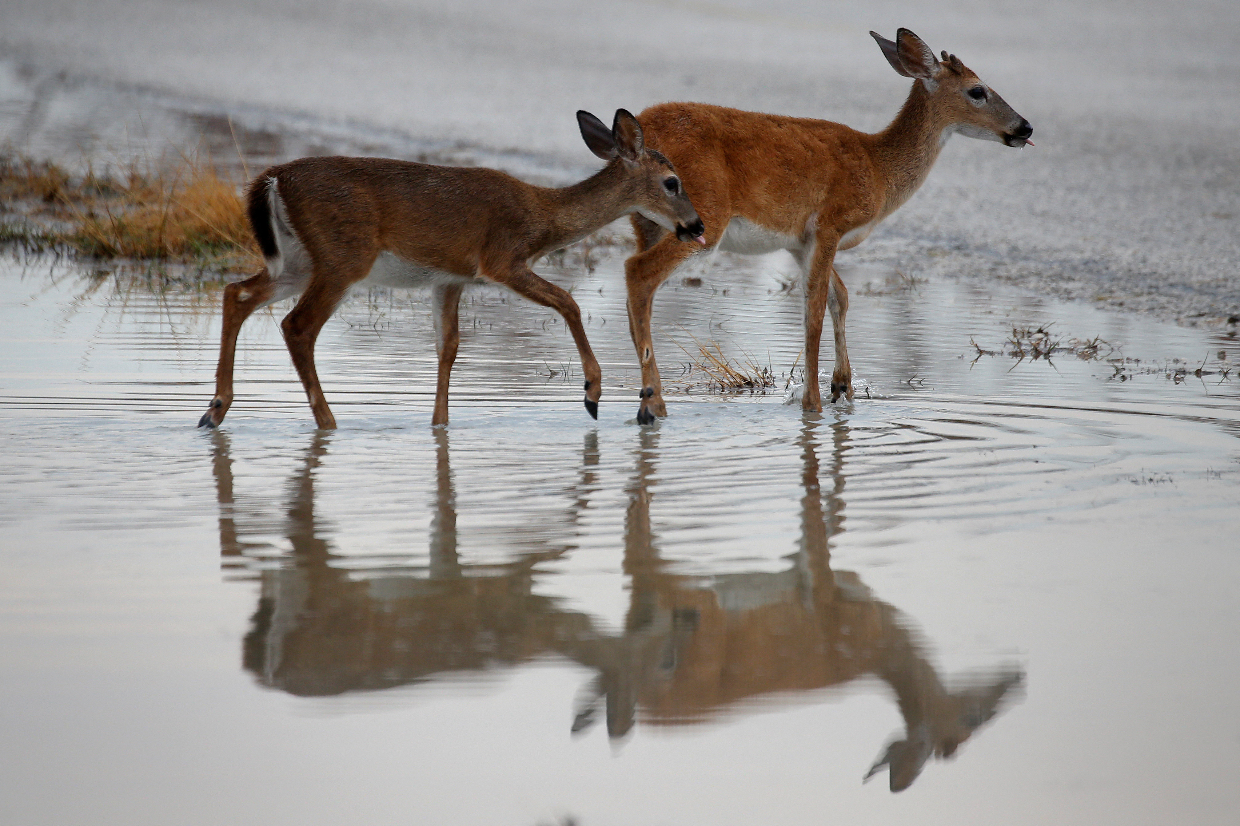 Endangered Key Deer are pictured in a puddle following Hurricane Irma in Big Pine Key, Florida