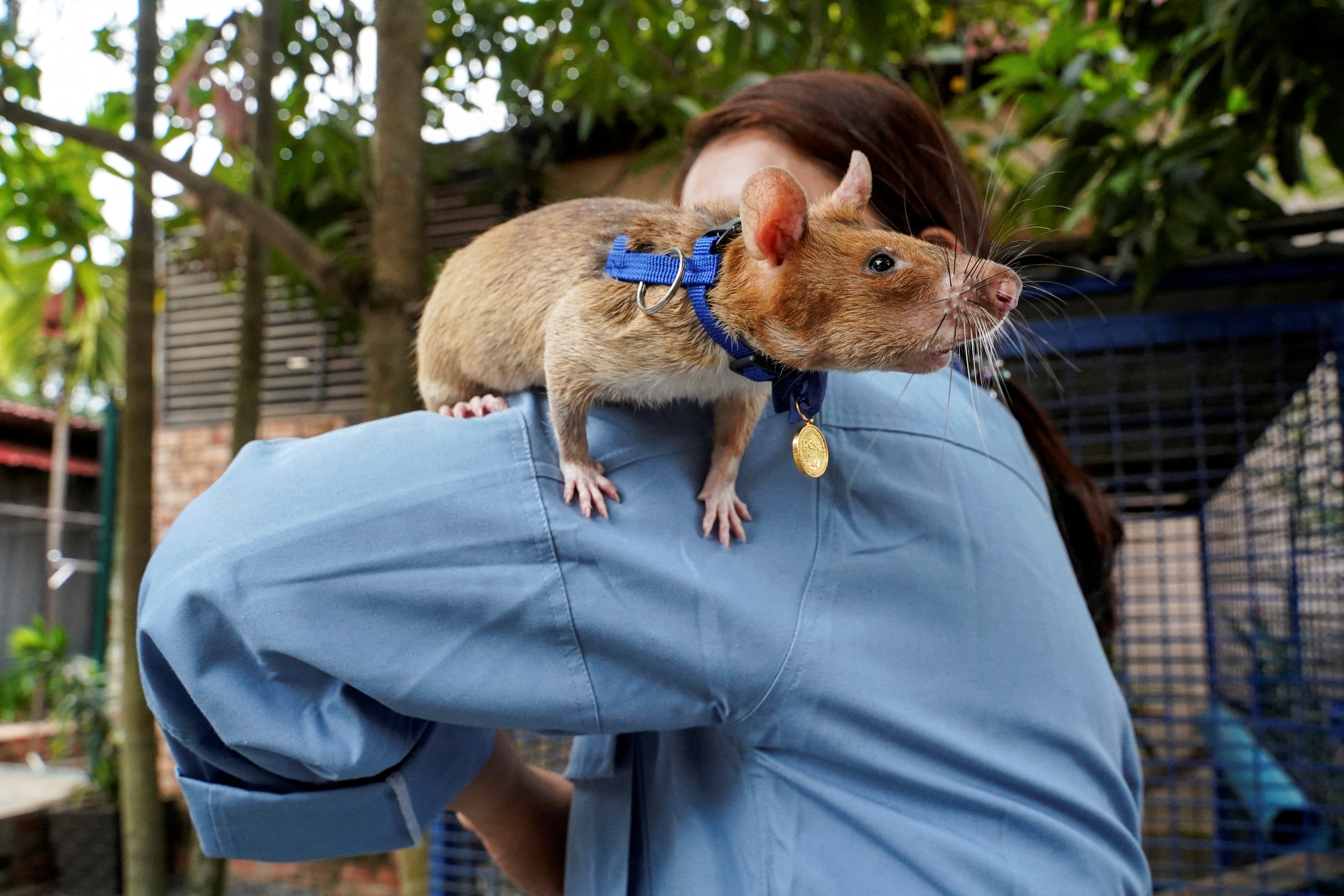 Магава, недавно вышедшая на пенсию крыса-разведчик, сидит на плече своего бывшего дрессировщика Со Малена в туристическом центре APOPO в Сием-Рипе, Камбоджа, 10 июня 2021 года. REUTERS/Cindy Liu