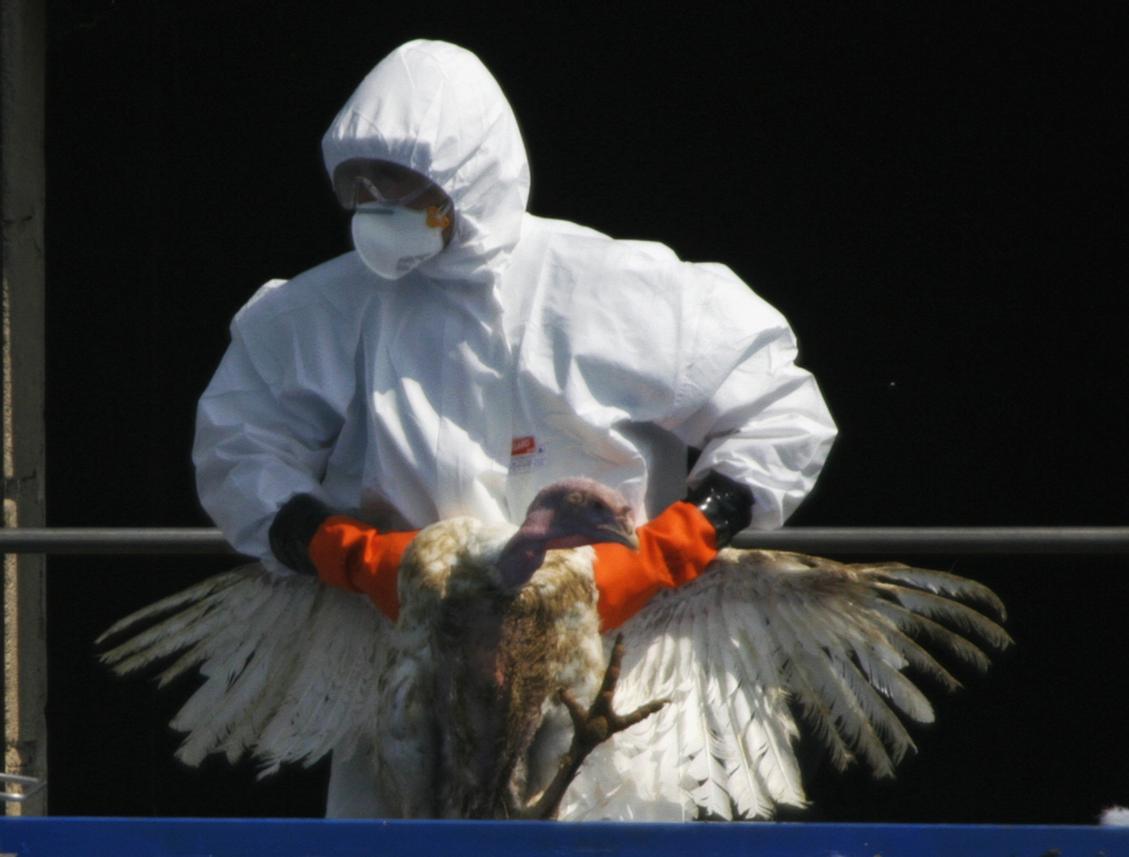 A worker throws a turkey into container at a farm of Tisova