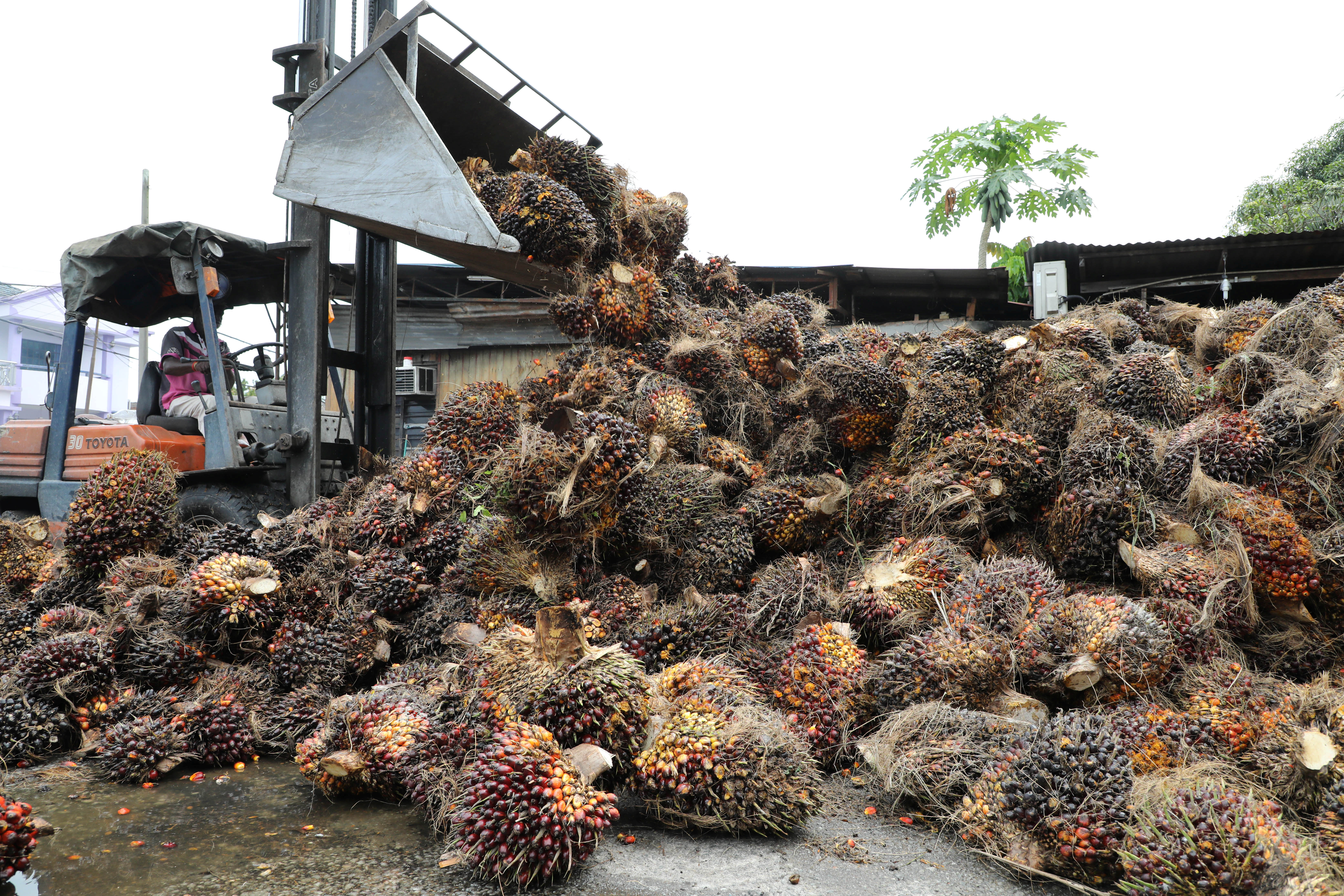 Un trabajador descarga racimos de frutas de aceite de palma en una fábrica en Tanjung Karang